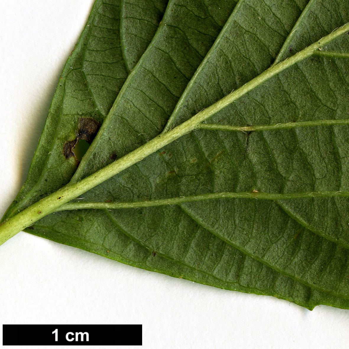 High resolution image: Family: Adoxaceae - Genus: Viburnum - Taxon: melanocarpum