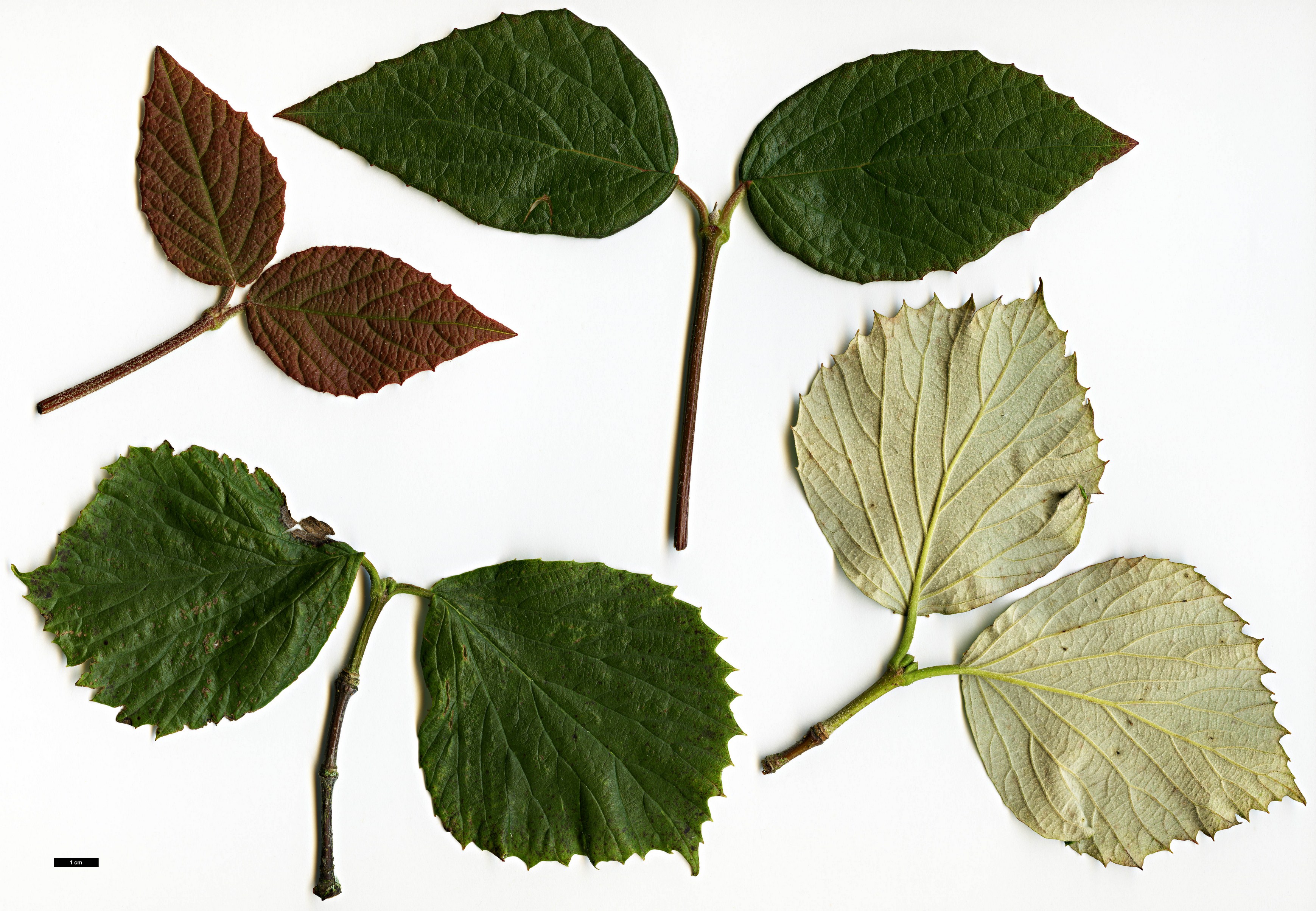 High resolution image: Family: Adoxaceae - Genus: Viburnum - Taxon: microcarpum