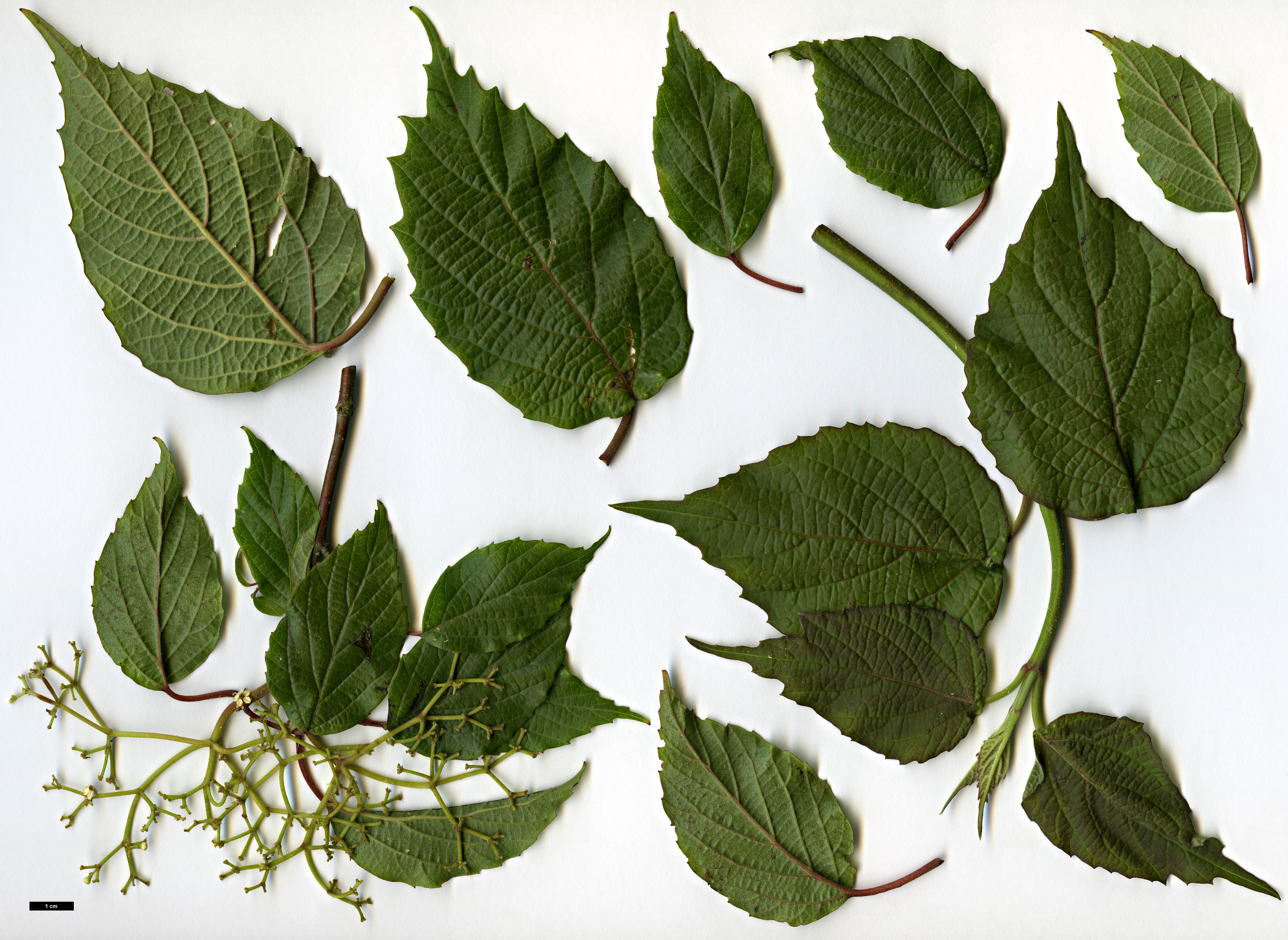 High resolution image: Family: Adoxaceae - Genus: Viburnum - Taxon: mullaha