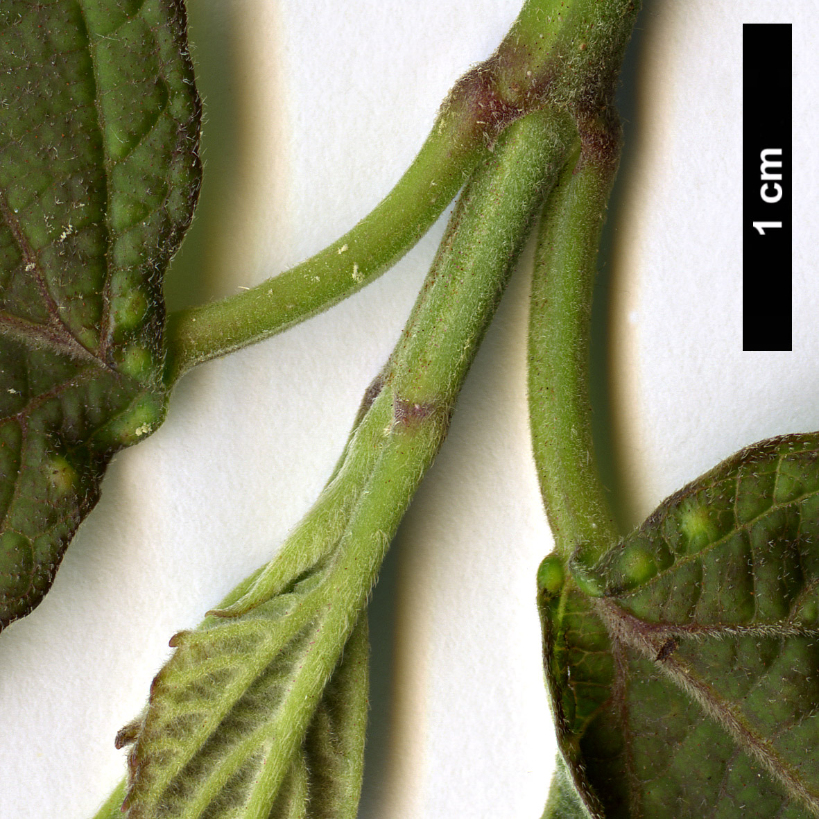 High resolution image: Family: Adoxaceae - Genus: Viburnum - Taxon: mullaha