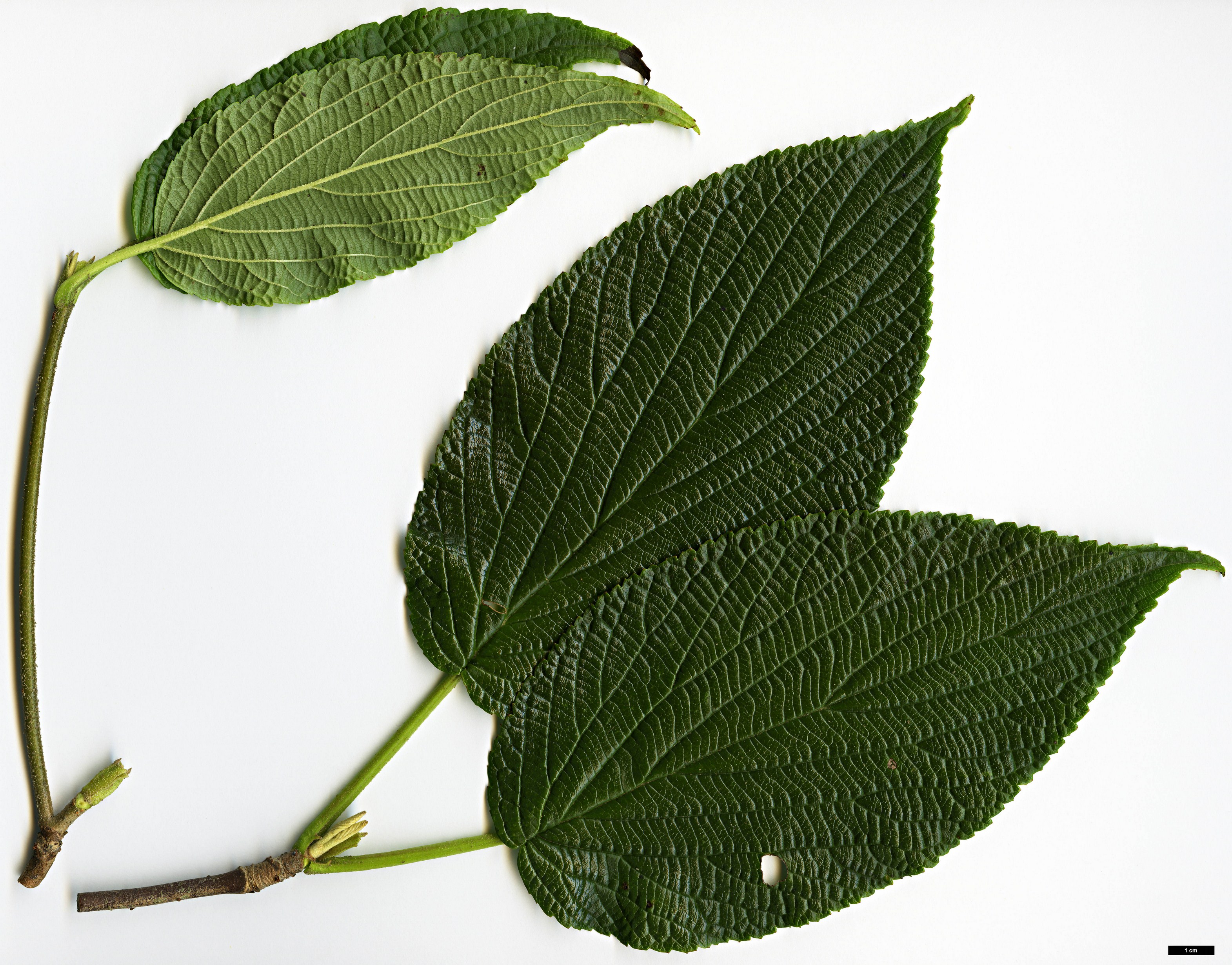 High resolution image: Family: Adoxaceae - Genus: Viburnum - Taxon: nervosum