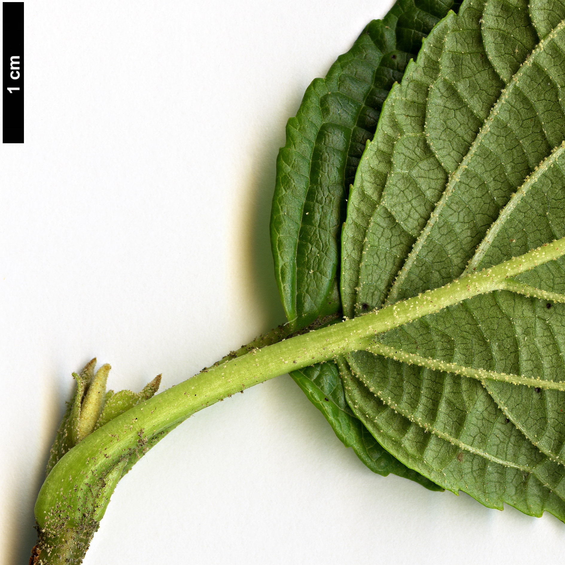 High resolution image: Family: Adoxaceae - Genus: Viburnum - Taxon: nervosum