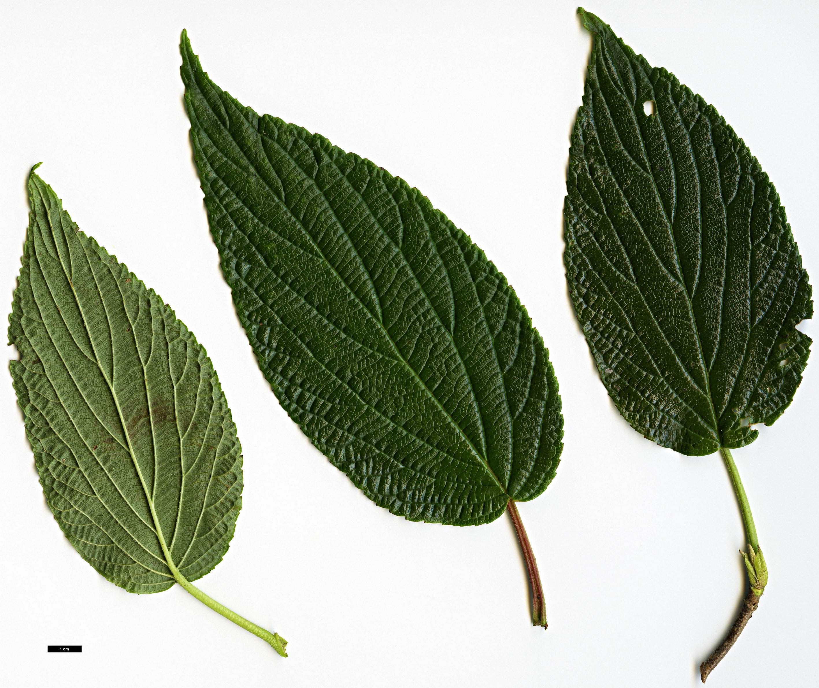 High resolution image: Family: Adoxaceae - Genus: Viburnum - Taxon: nervosum