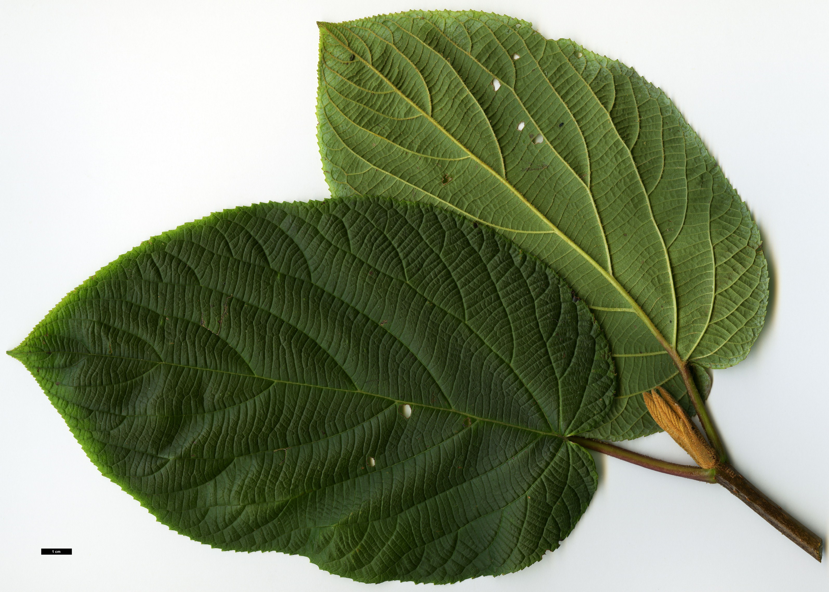 High resolution image: Family: Adoxaceae - Genus: Viburnum - Taxon: nervosum