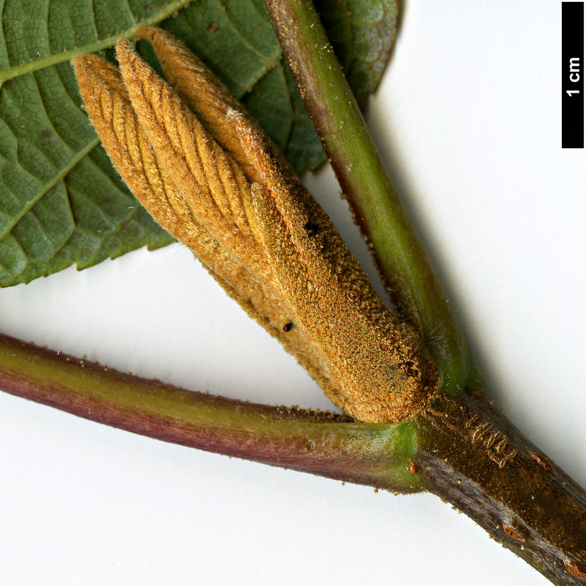 High resolution image: Family: Adoxaceae - Genus: Viburnum - Taxon: nervosum