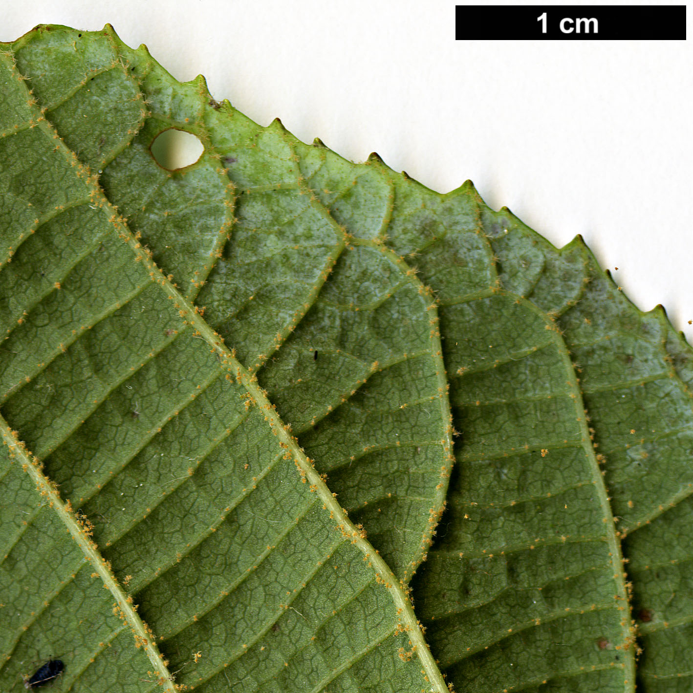 High resolution image: Family: Adoxaceae - Genus: Viburnum - Taxon: nervosum