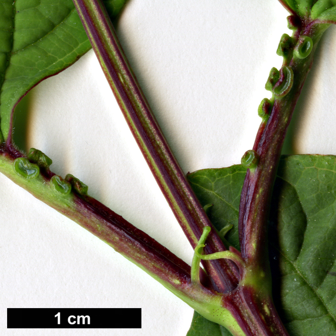 High resolution image: Family: Adoxaceae - Genus: Viburnum - Taxon: opulus