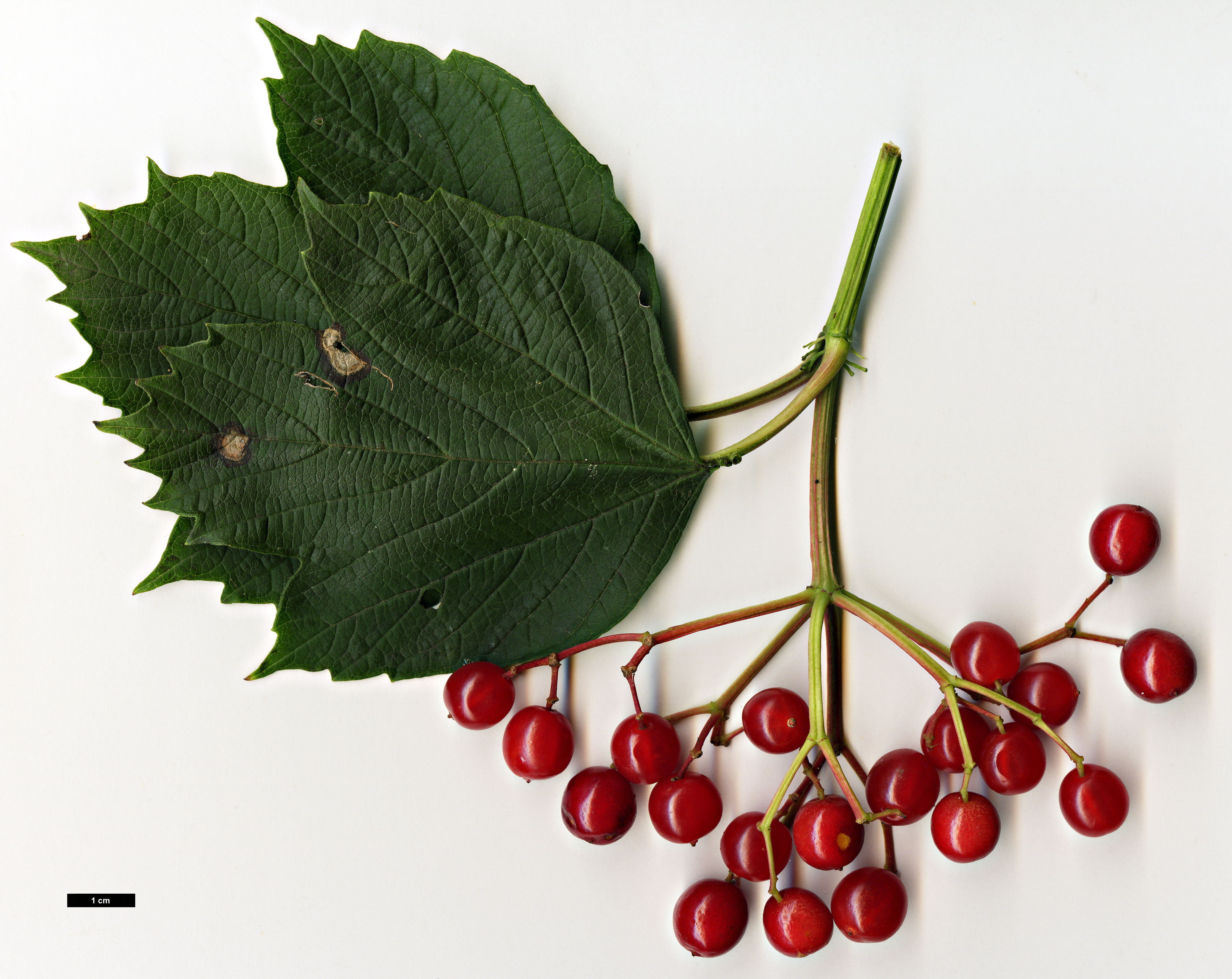 High resolution image: Family: Adoxaceae - Genus: Viburnum - Taxon: opulus