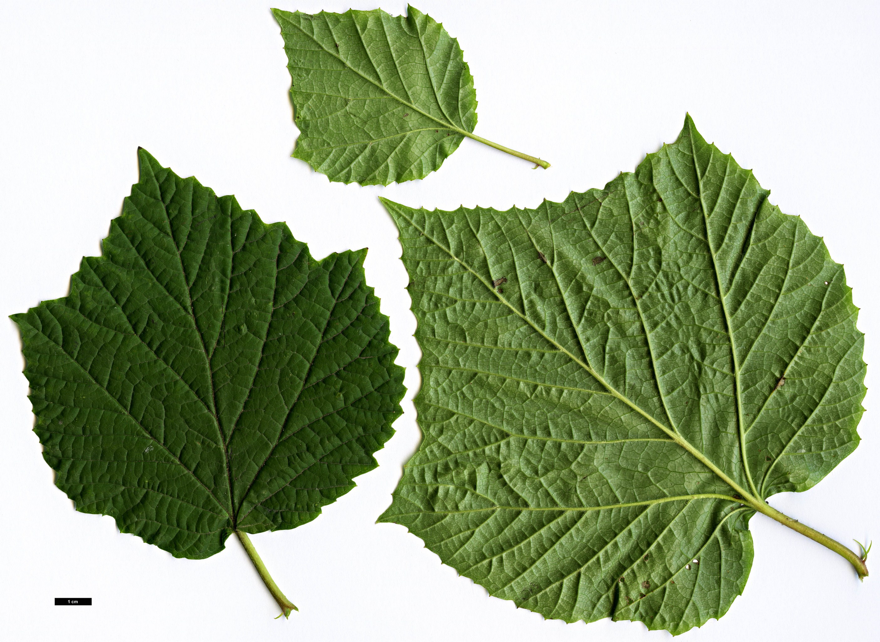 High resolution image: Family: Adoxaceae - Genus: Viburnum - Taxon: orientale