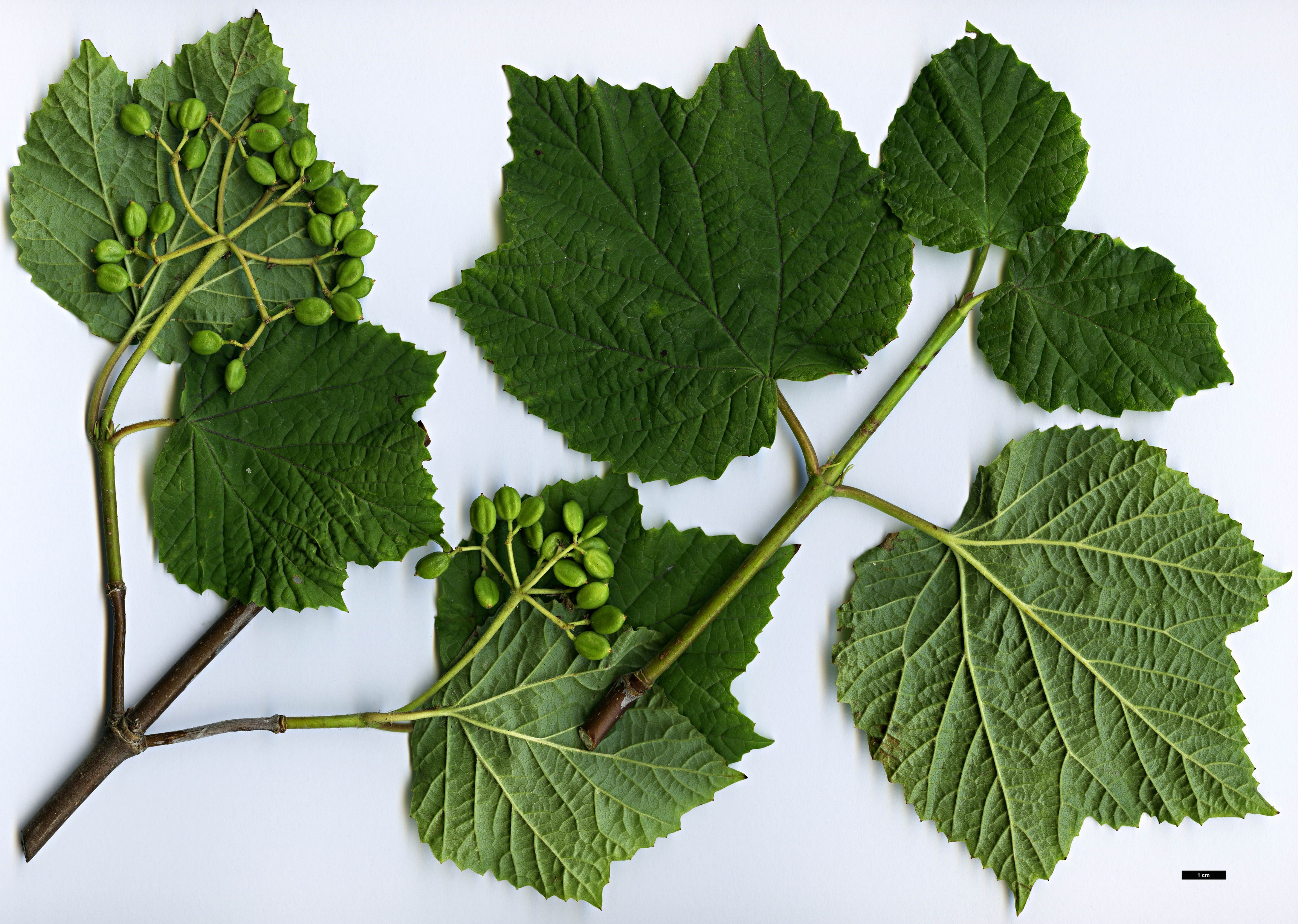 High resolution image: Family: Adoxaceae - Genus: Viburnum - Taxon: orientale