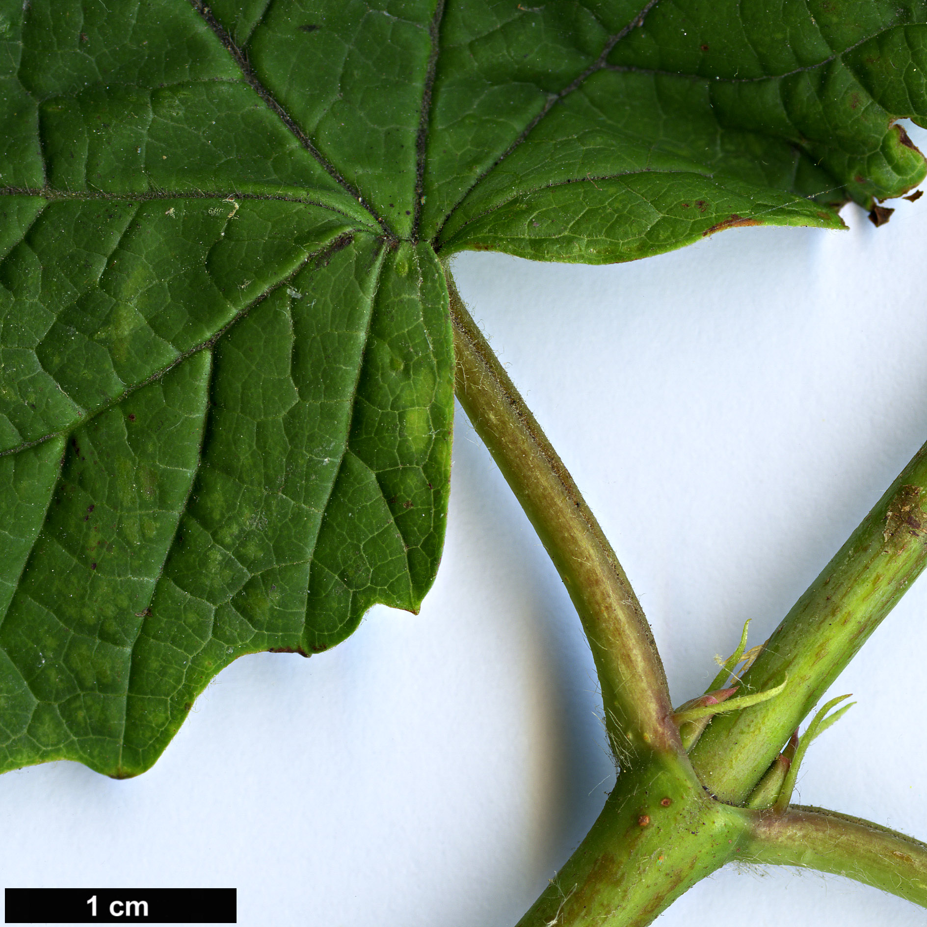 High resolution image: Family: Adoxaceae - Genus: Viburnum - Taxon: orientale