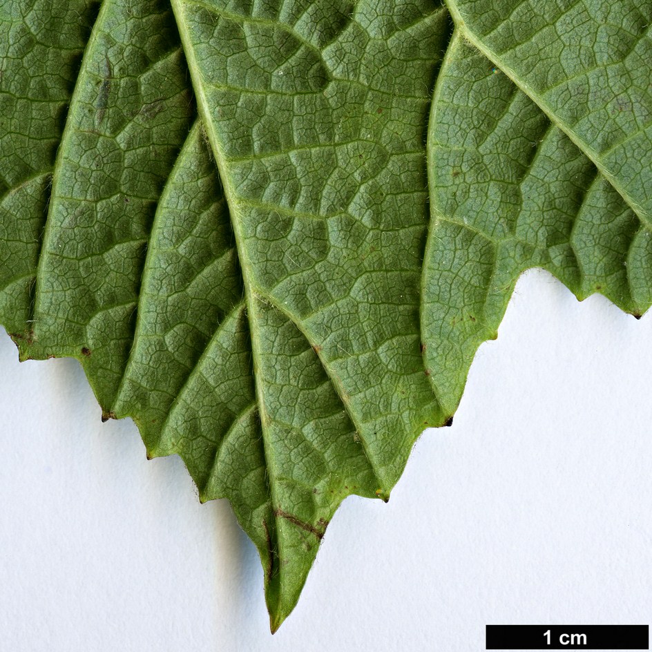 High resolution image: Family: Adoxaceae - Genus: Viburnum - Taxon: orientale