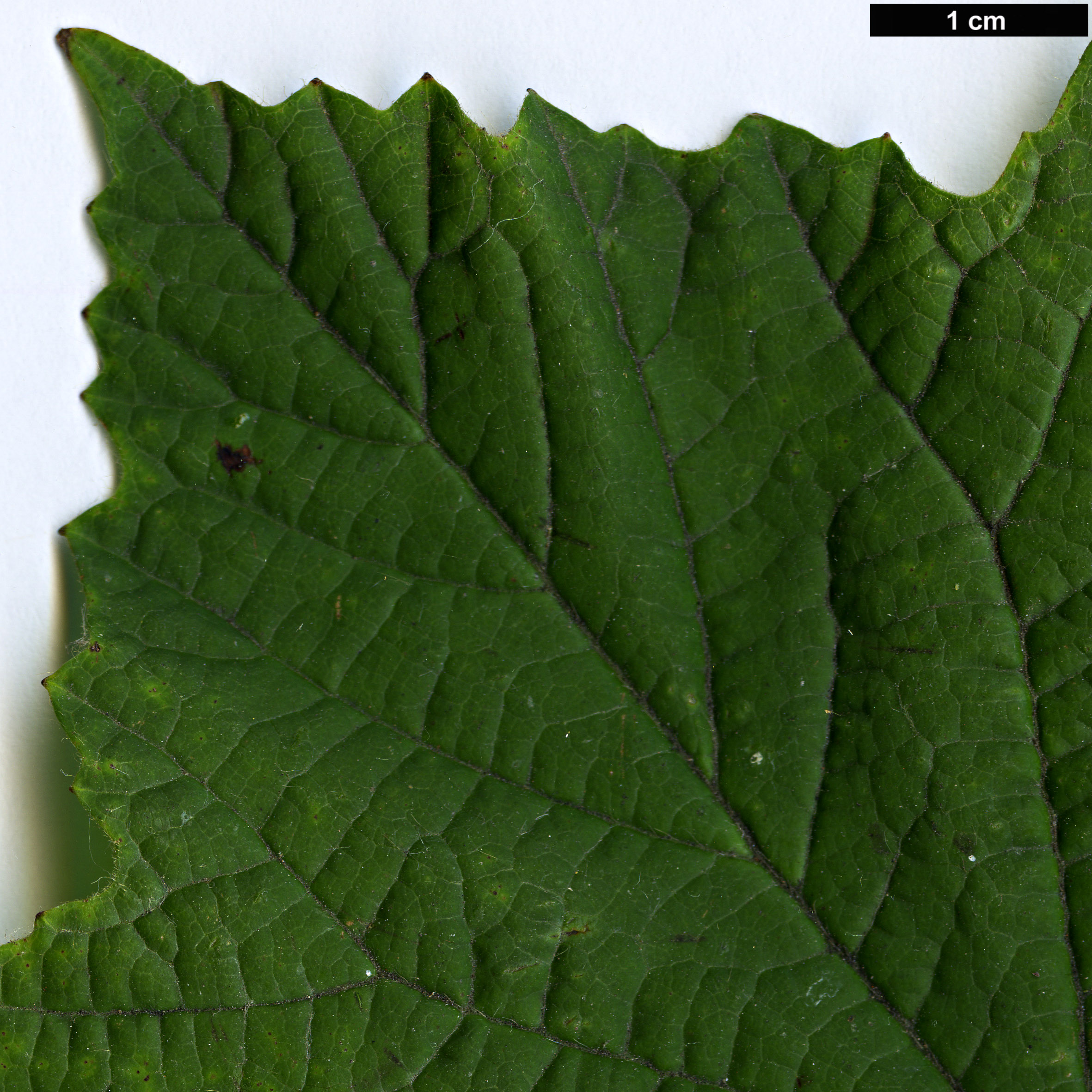 High resolution image: Family: Adoxaceae - Genus: Viburnum - Taxon: orientale