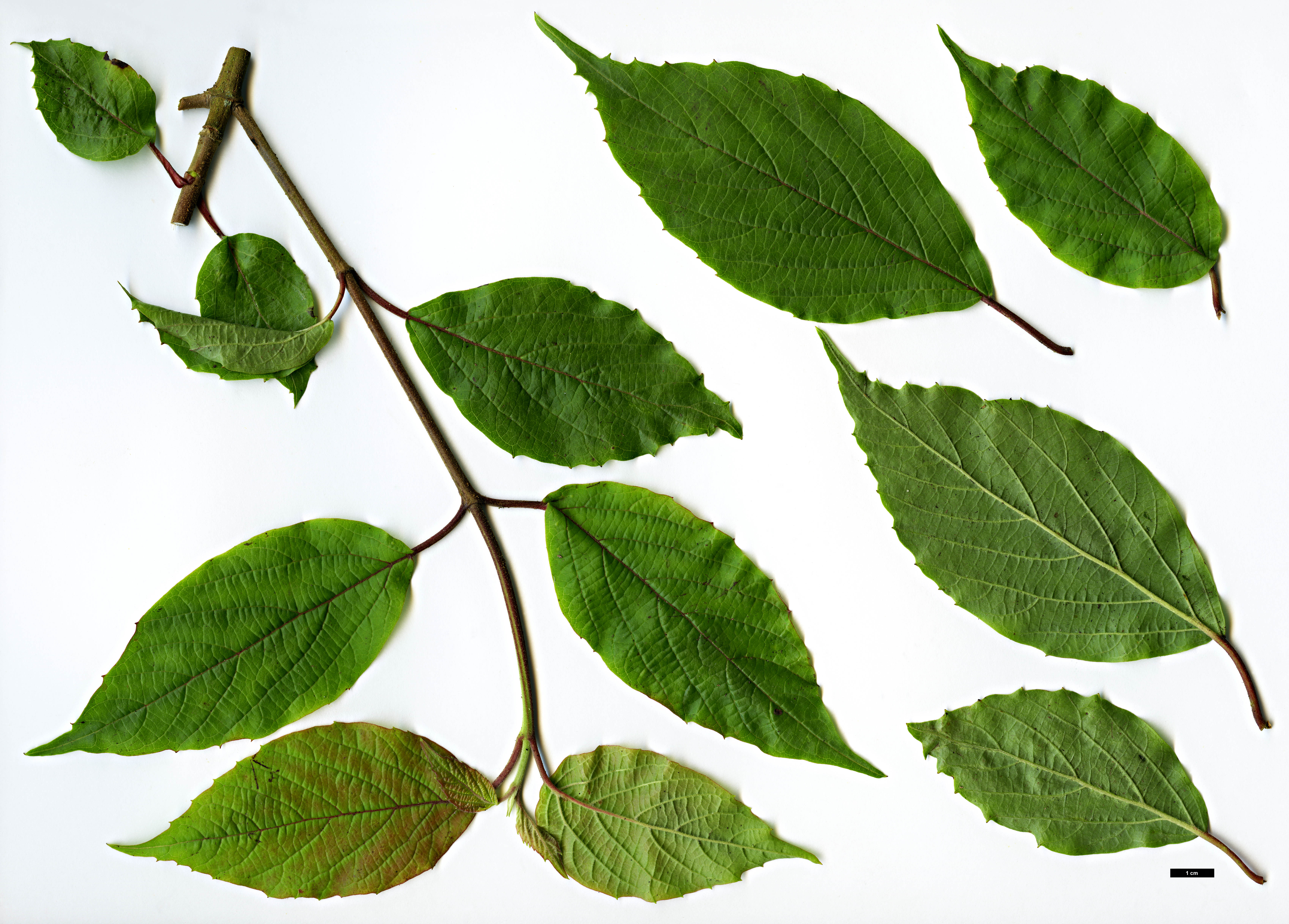 High resolution image: Family: Adoxaceae - Genus: Viburnum - Taxon: ovatifolium