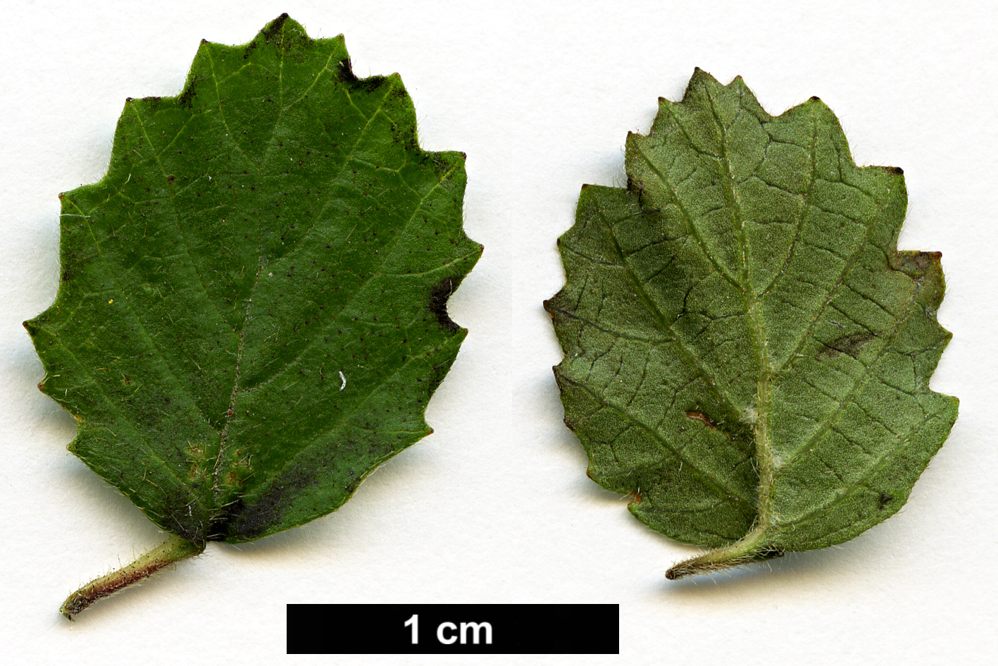 High resolution image: Family: Adoxaceae - Genus: Viburnum - Taxon: parvifolium