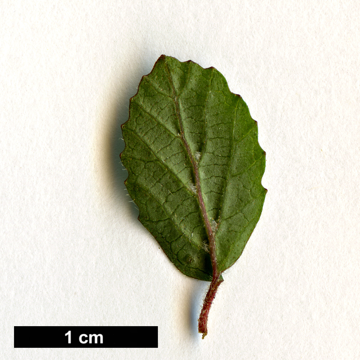 High resolution image: Family: Adoxaceae - Genus: Viburnum - Taxon: parvifolium