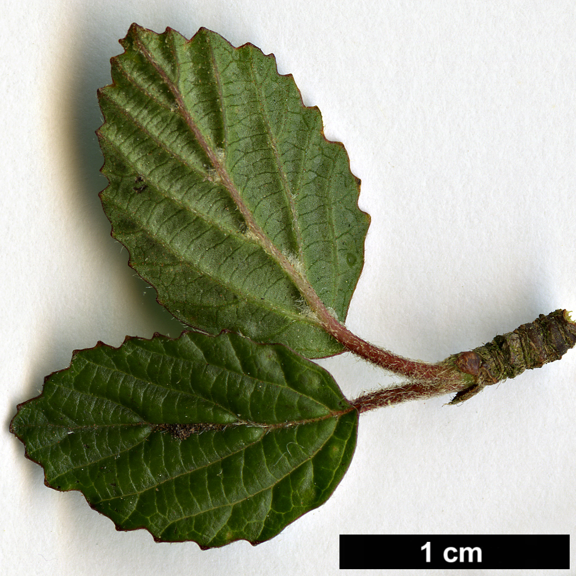 High resolution image: Family: Adoxaceae - Genus: Viburnum - Taxon: parvifolium