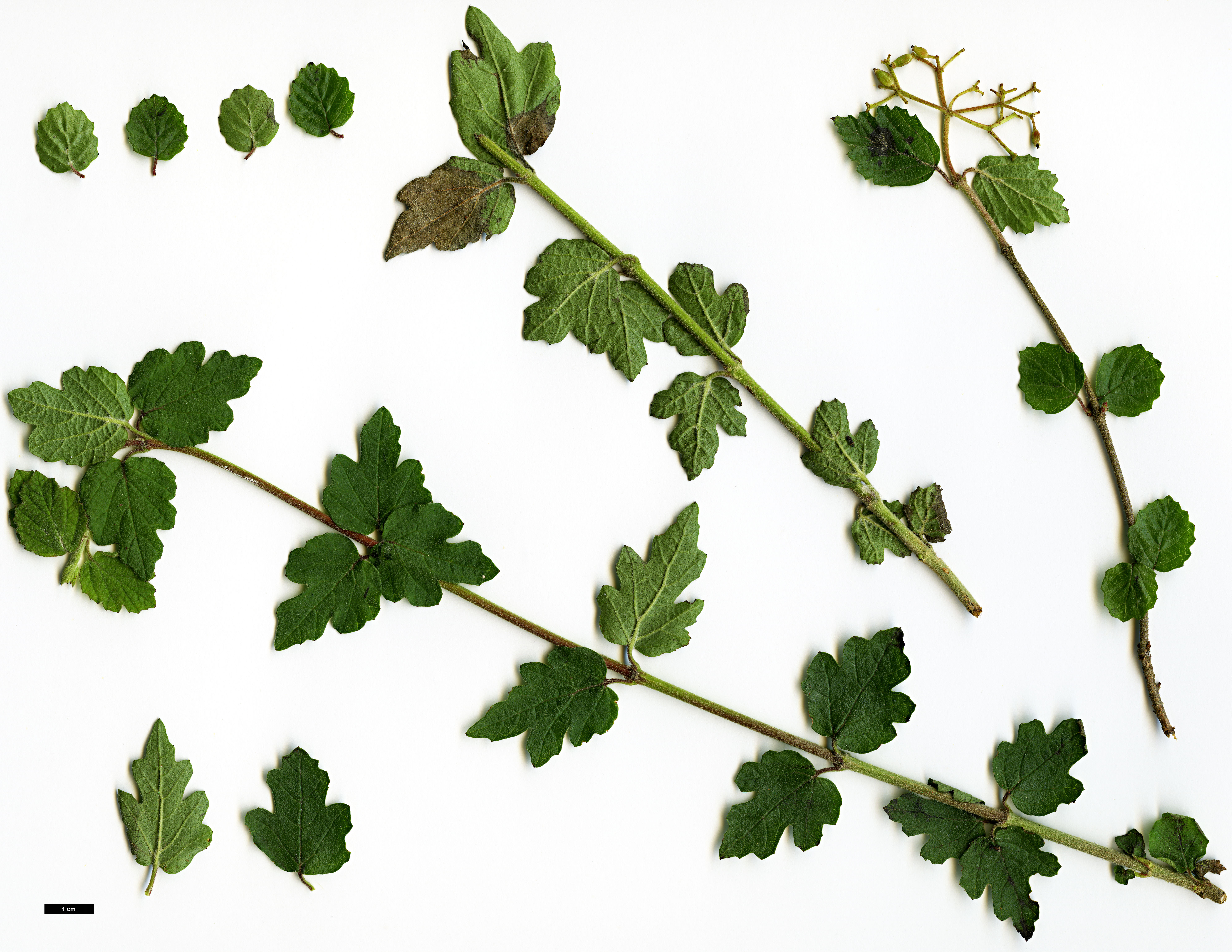 High resolution image: Family: Adoxaceae - Genus: Viburnum - Taxon: parvifolium