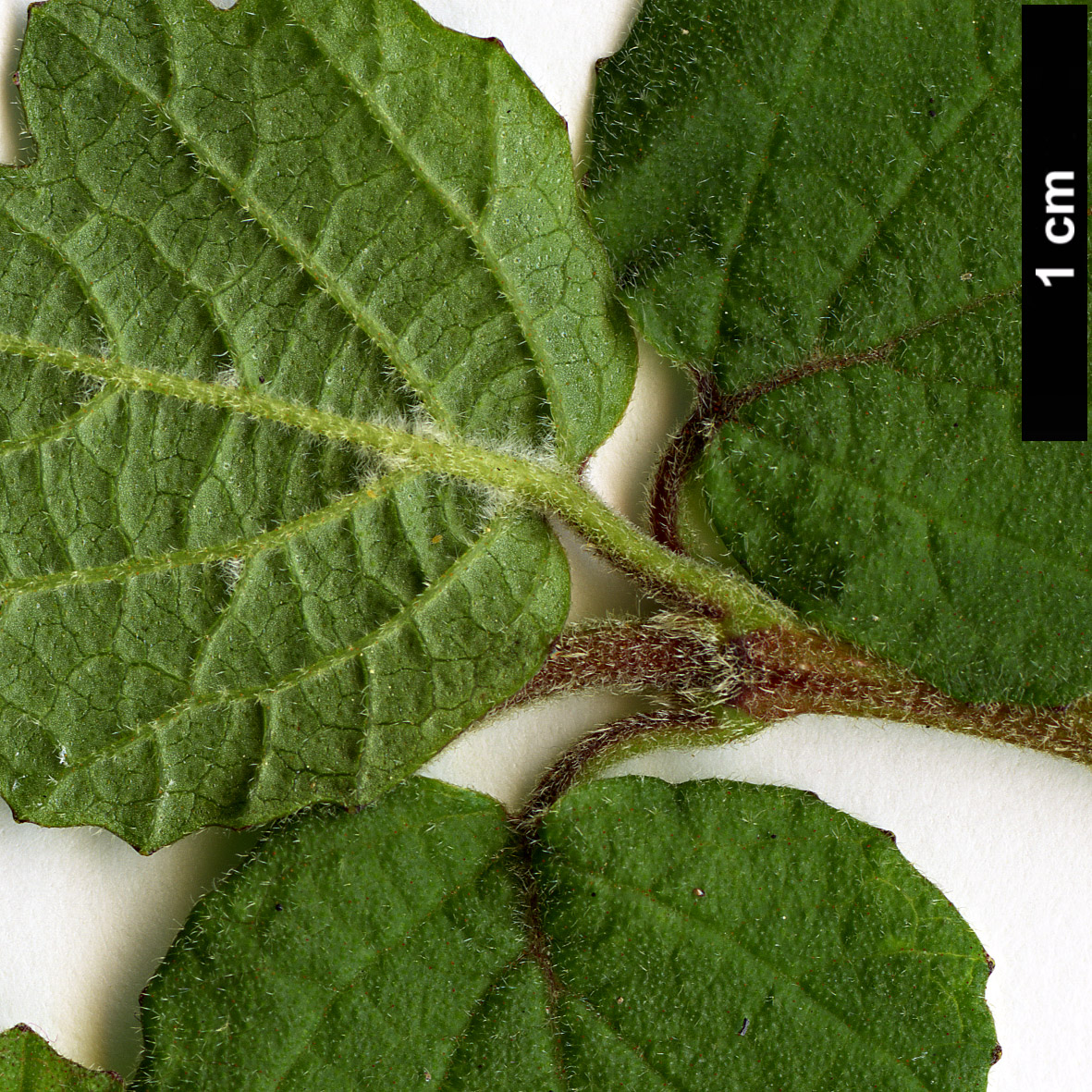 High resolution image: Family: Adoxaceae - Genus: Viburnum - Taxon: parvifolium