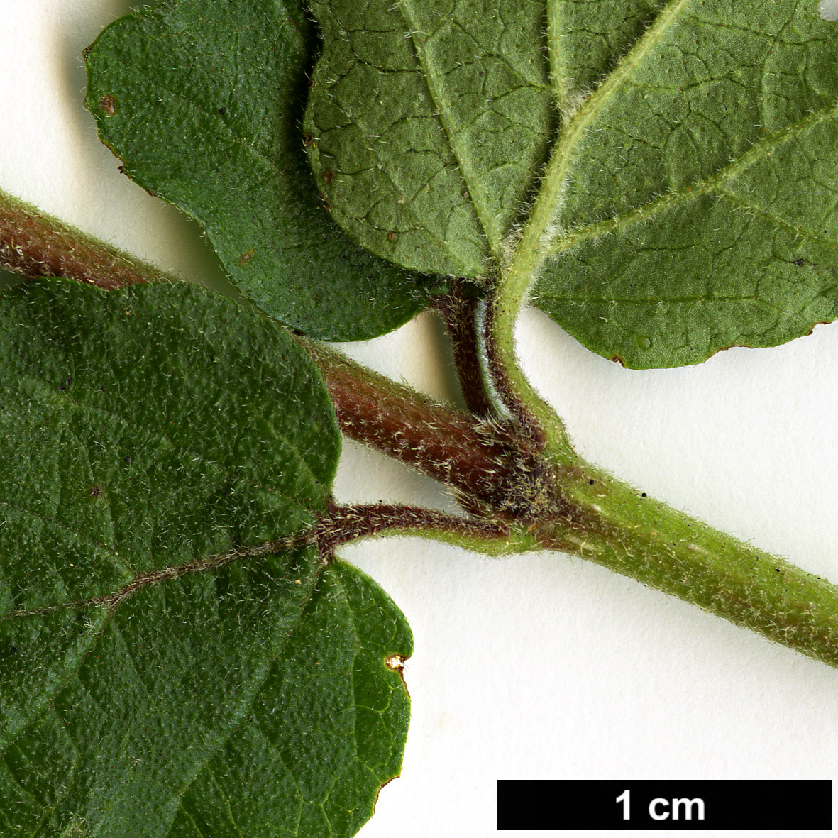 High resolution image: Family: Adoxaceae - Genus: Viburnum - Taxon: parvifolium