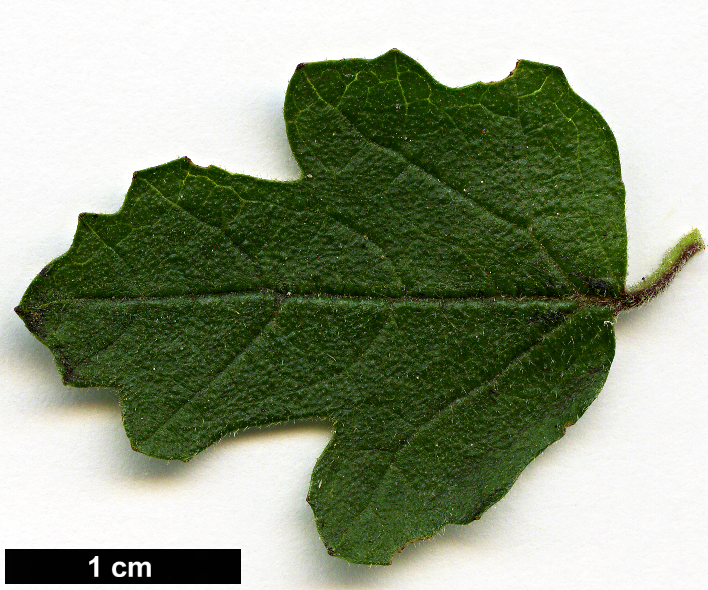 High resolution image: Family: Adoxaceae - Genus: Viburnum - Taxon: parvifolium