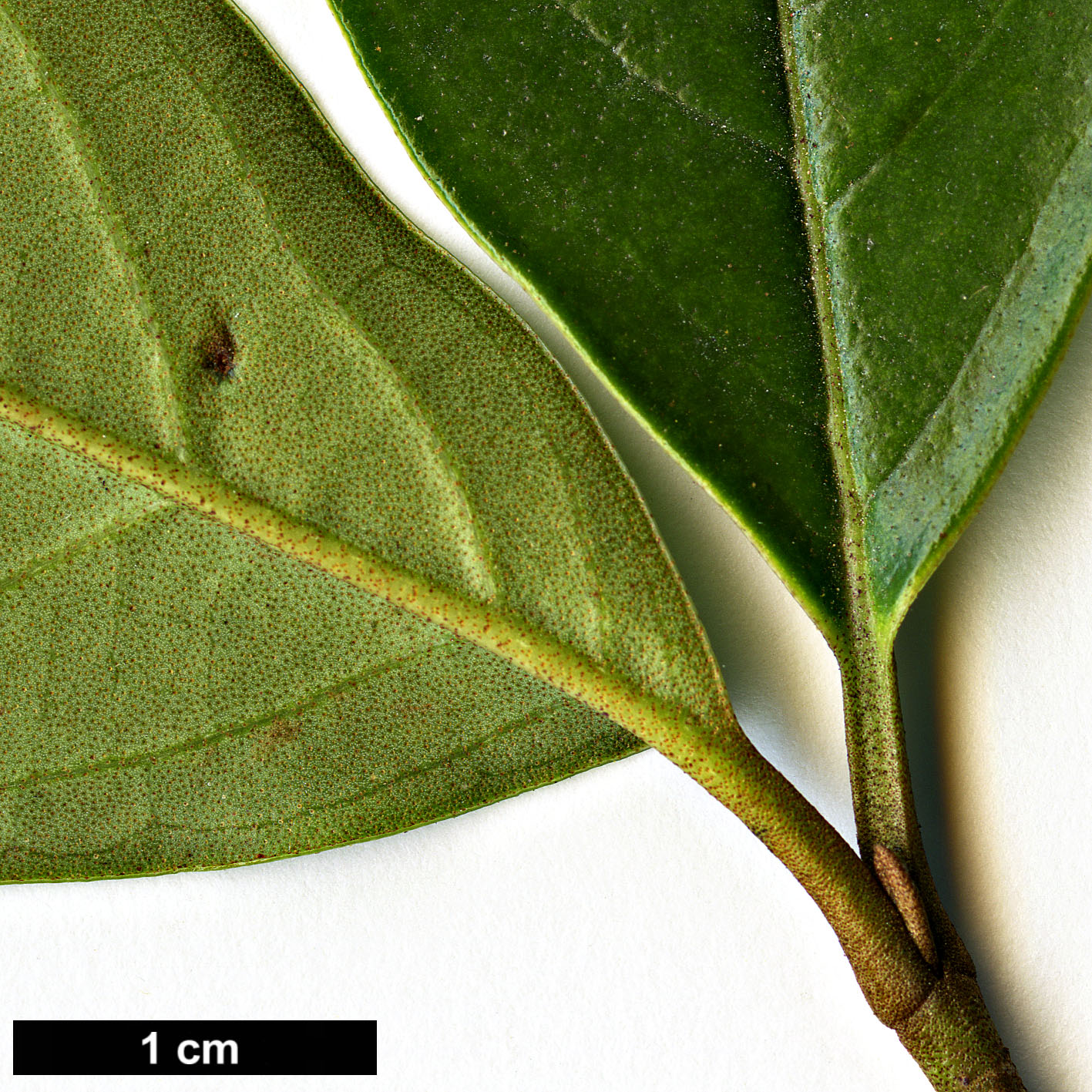 High resolution image: Family: Adoxaceae - Genus: Viburnum - Taxon: punctatum