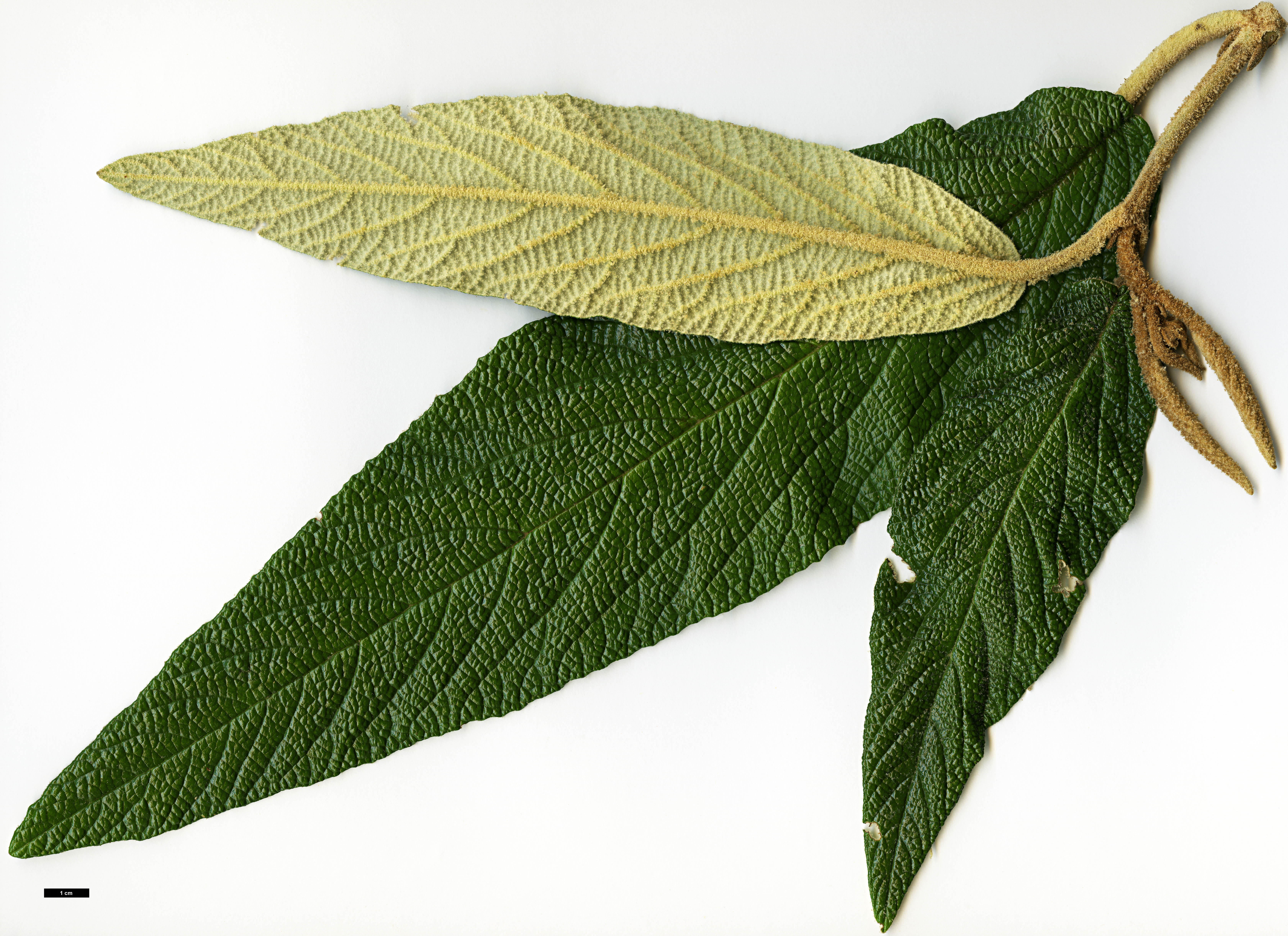 High resolution image: Family: Adoxaceae - Genus: Viburnum - Taxon: rhytidophyllum