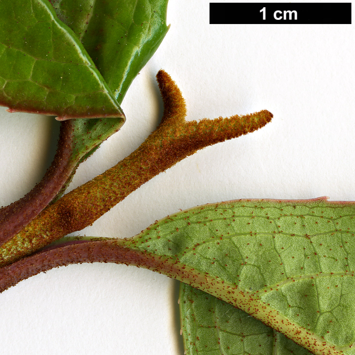 High resolution image: Family: Adoxaceae - Genus: Viburnum - Taxon: rufidulum