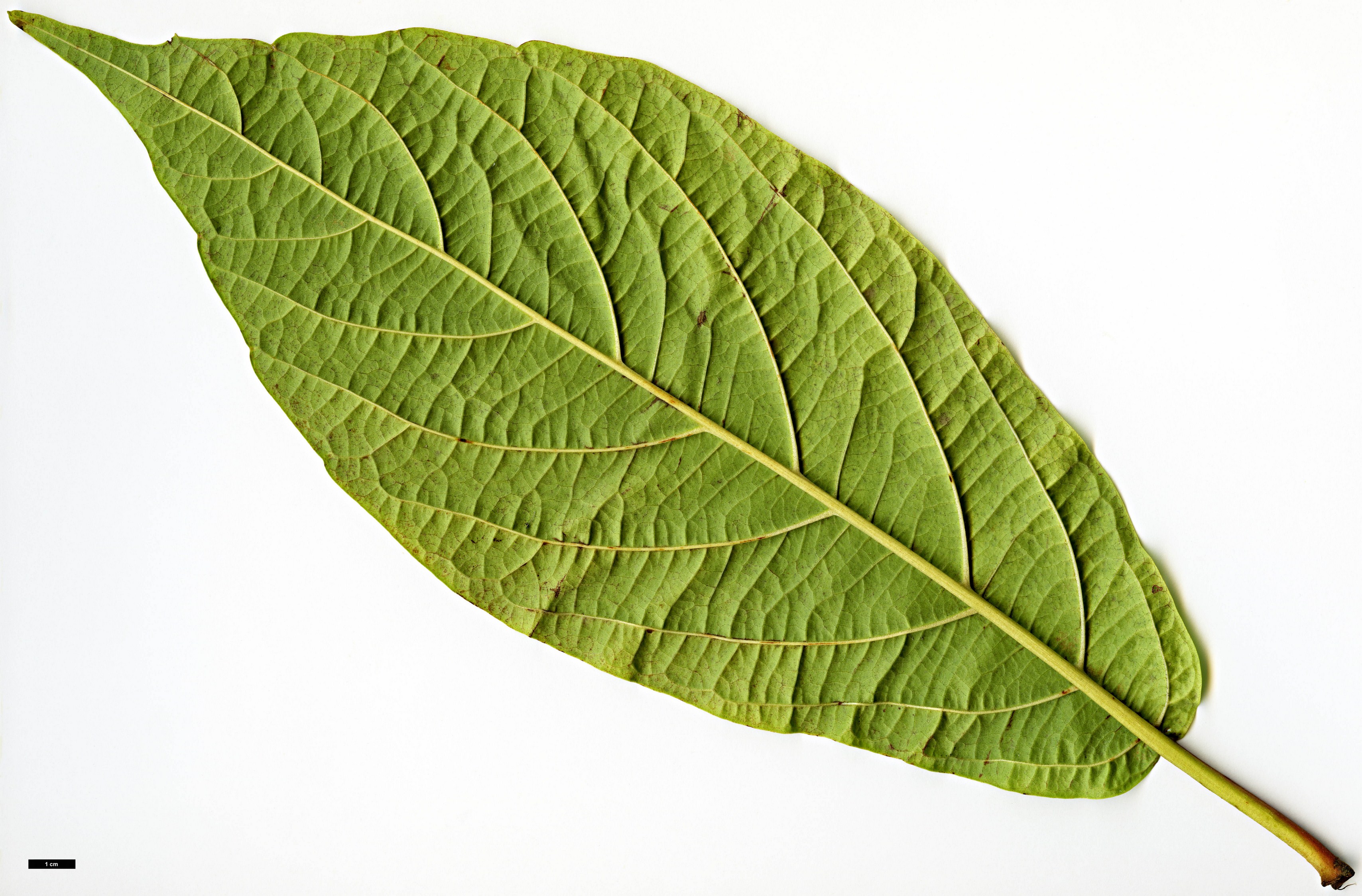 High resolution image: Family: Adoxaceae - Genus: Viburnum - Taxon: sambucinum