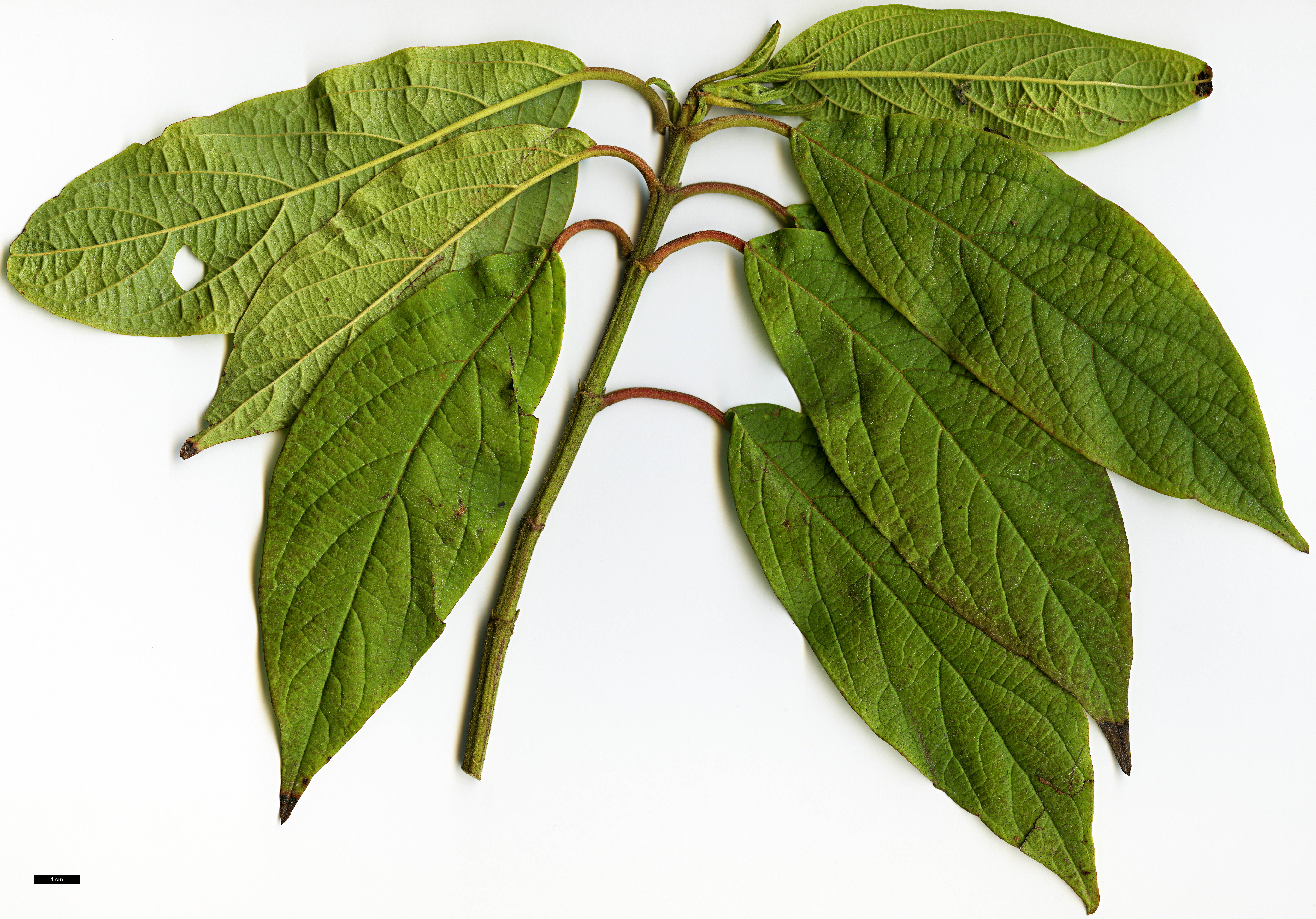 High resolution image: Family: Adoxaceae - Genus: Viburnum - Taxon: sambucinum