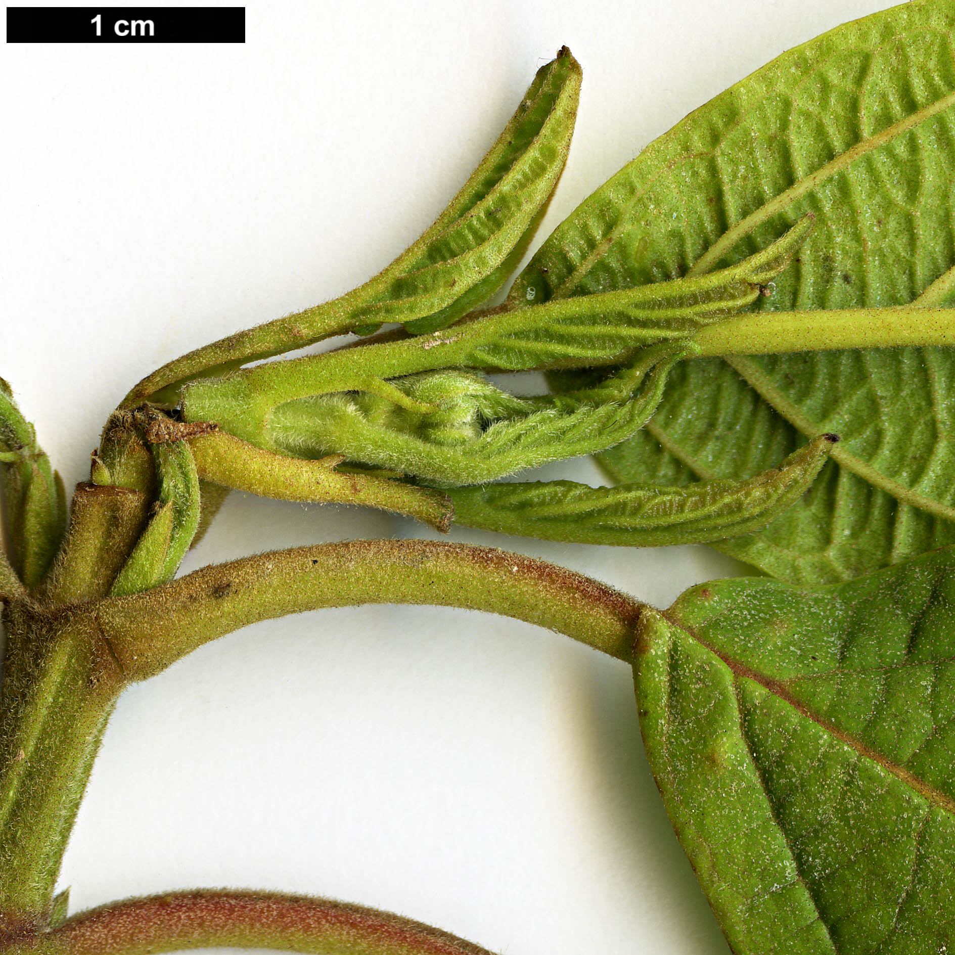 High resolution image: Family: Adoxaceae - Genus: Viburnum - Taxon: sambucinum