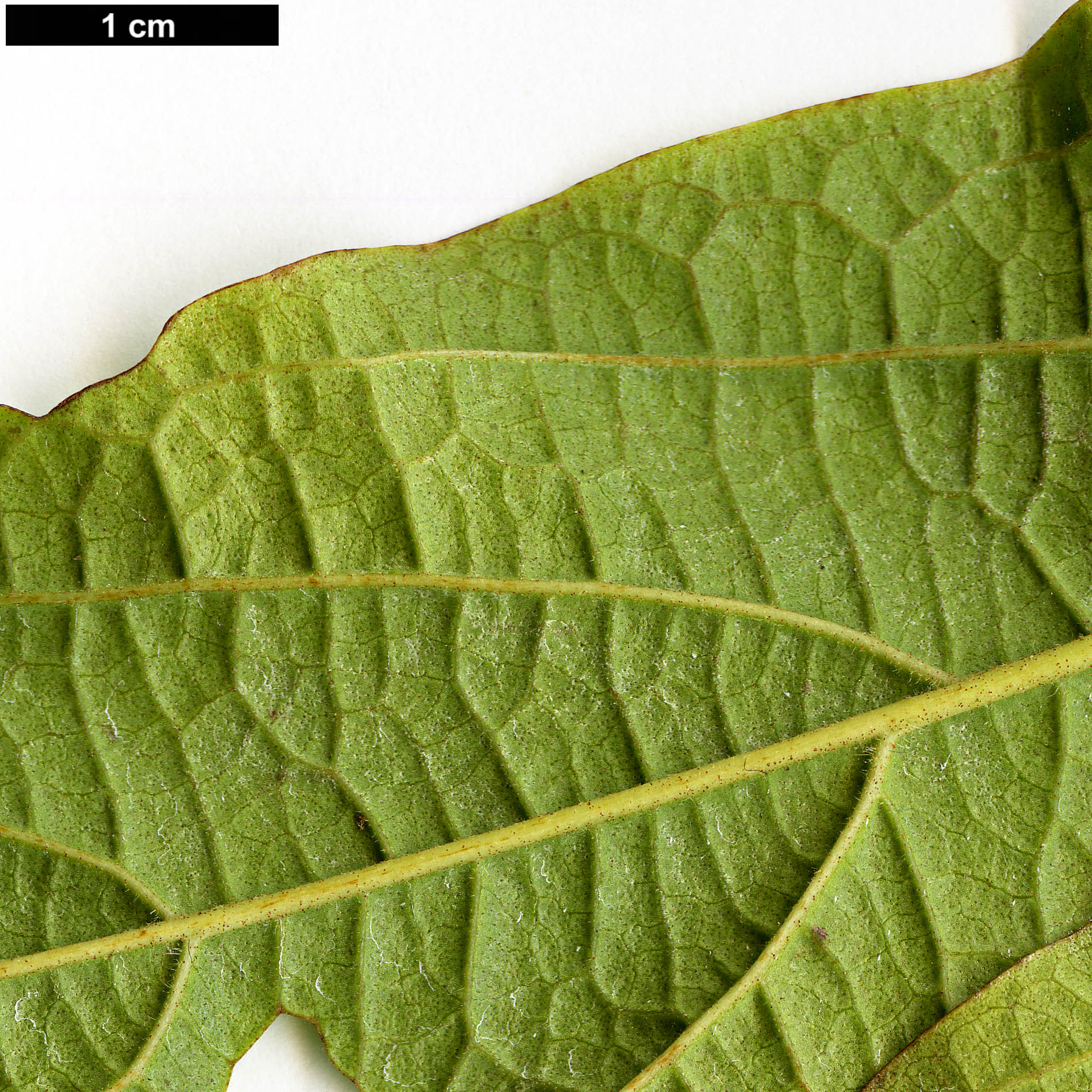 High resolution image: Family: Adoxaceae - Genus: Viburnum - Taxon: sambucinum