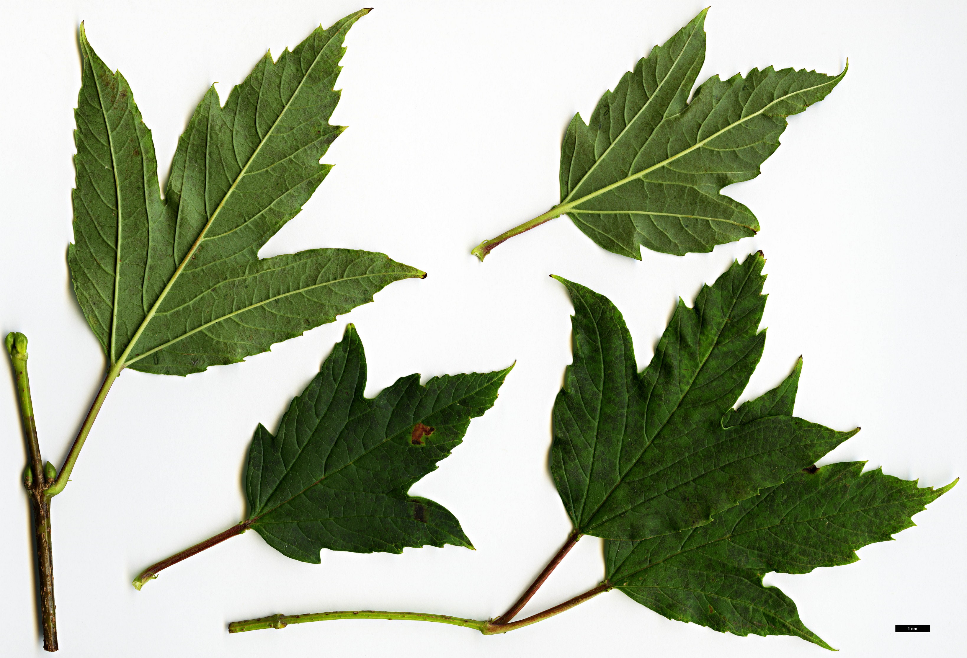 High resolution image: Family: Adoxaceae - Genus: Viburnum - Taxon: sargentii