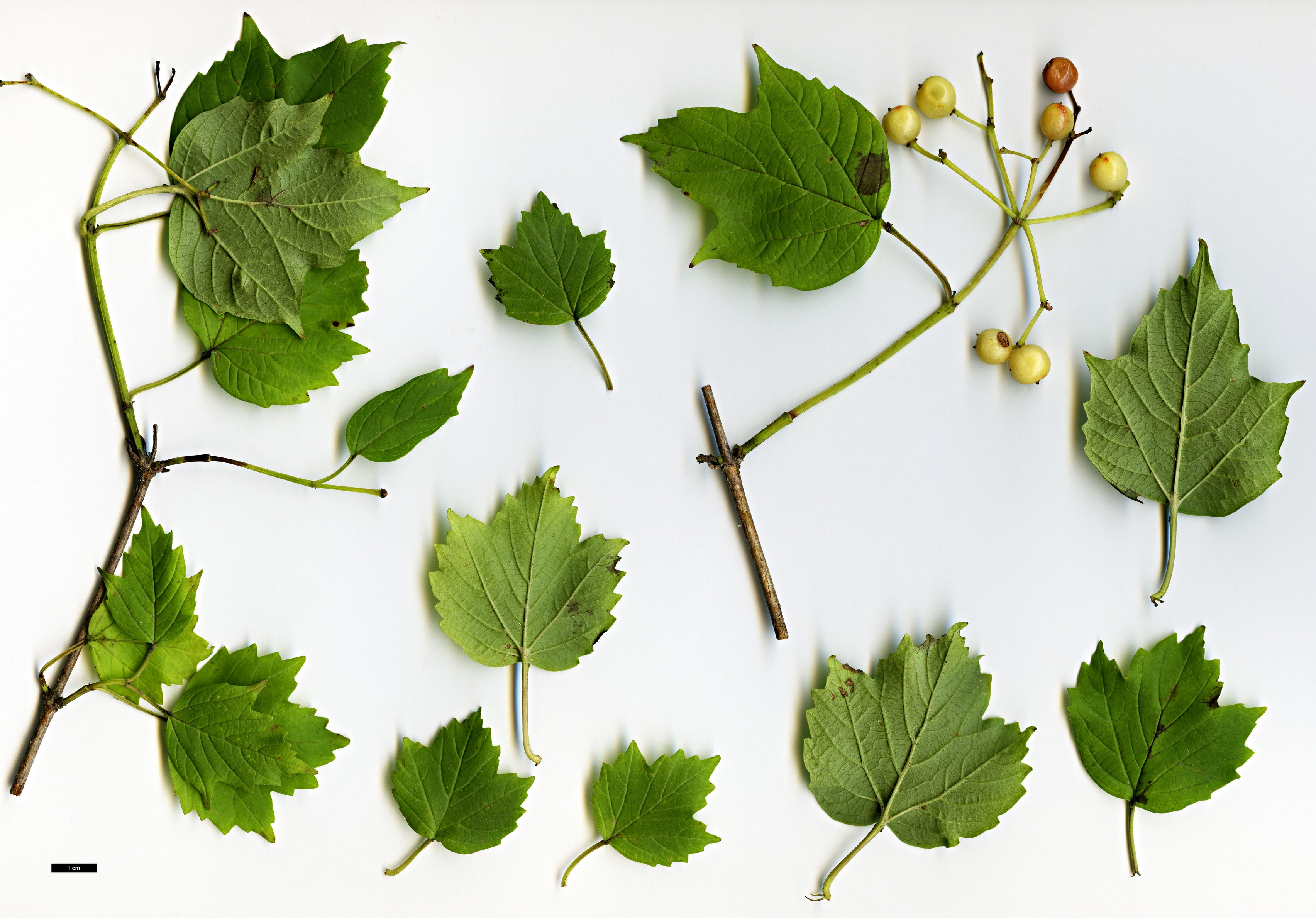 High resolution image: Family: Adoxaceae - Genus: Viburnum - Taxon: sargentii