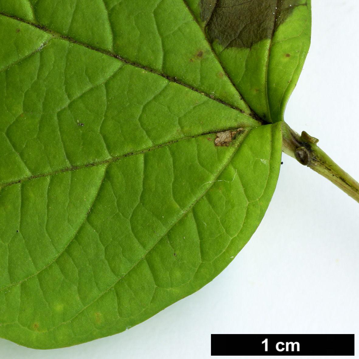 High resolution image: Family: Adoxaceae - Genus: Viburnum - Taxon: sargentii