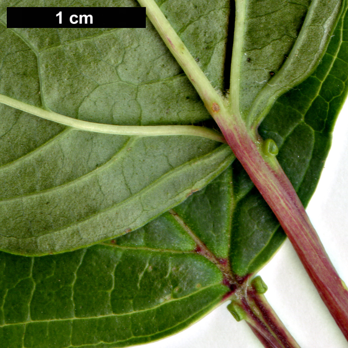 High resolution image: Family: Adoxaceae - Genus: Viburnum - Taxon: sargentii