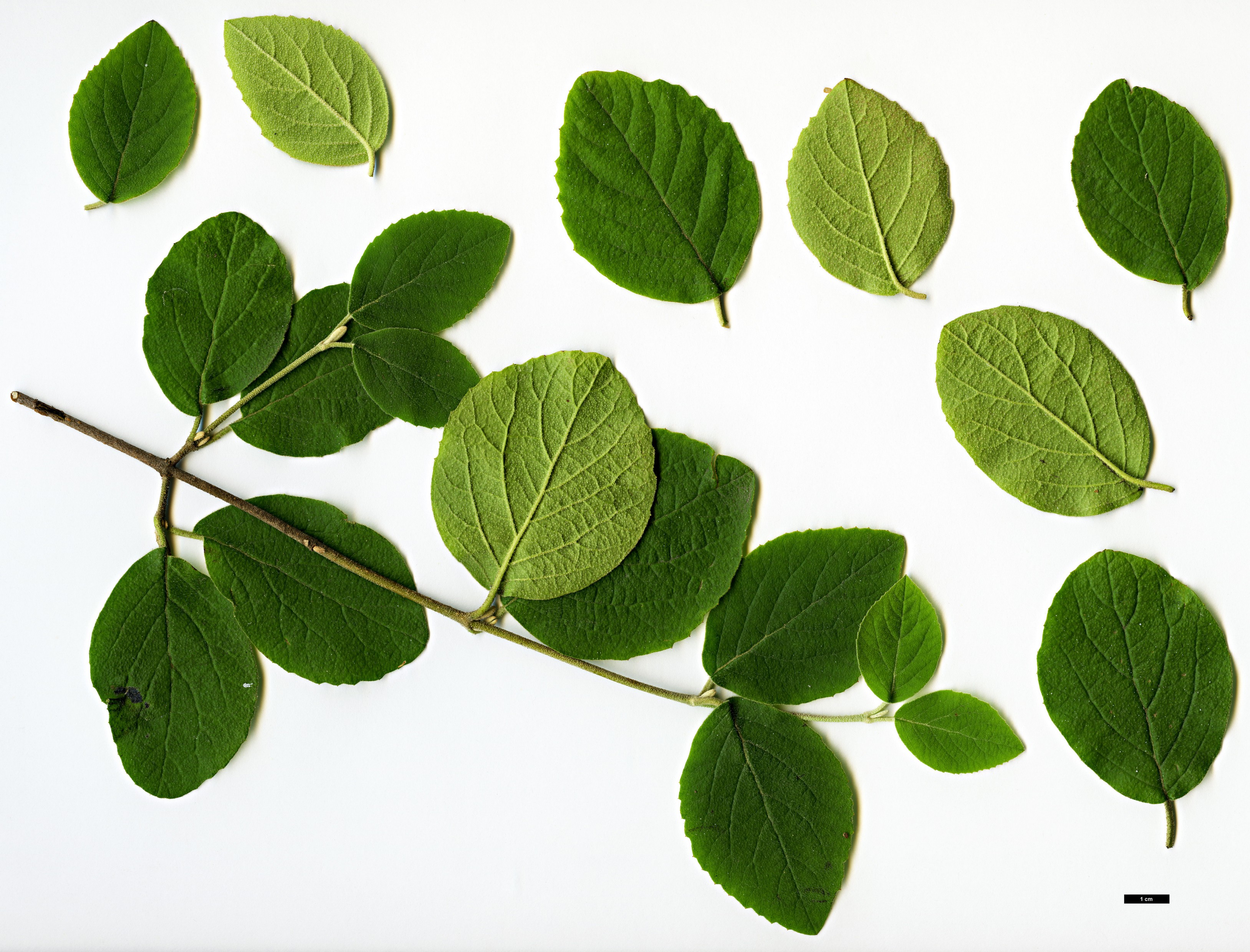 High resolution image: Family: Adoxaceae - Genus: Viburnum - Taxon: schensianum