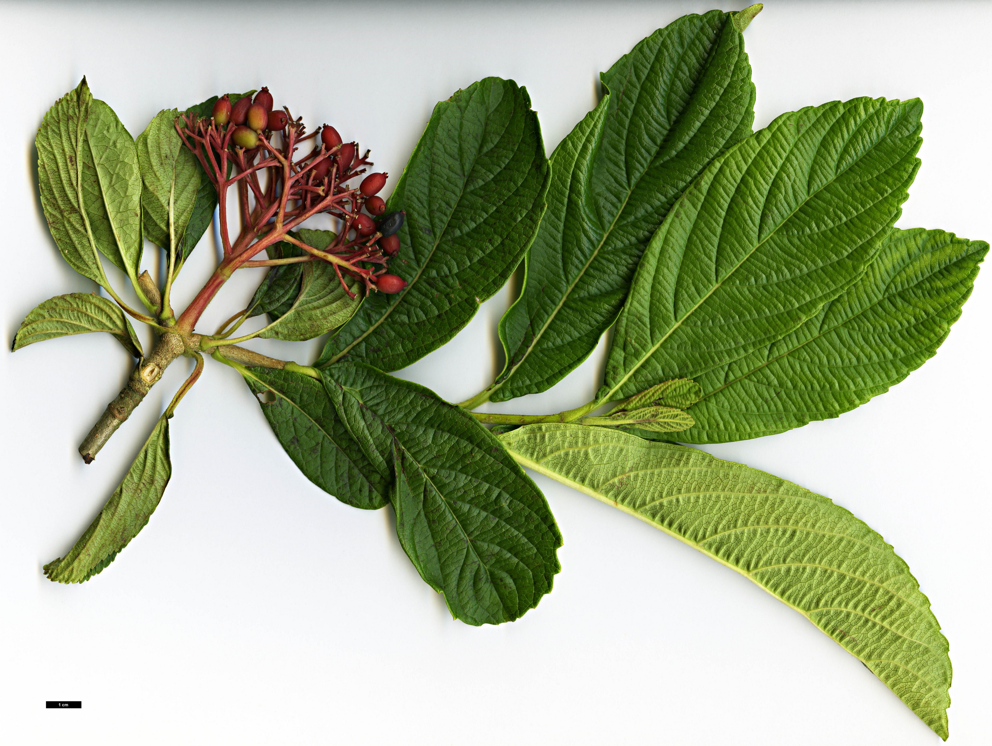 High resolution image: Family: Adoxaceae - Genus: Viburnum - Taxon: sieboldii