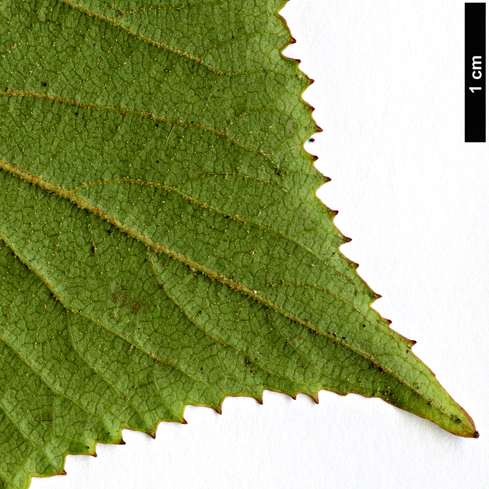 High resolution image: Family: Adoxaceae - Genus: Viburnum - Taxon: sympodiale