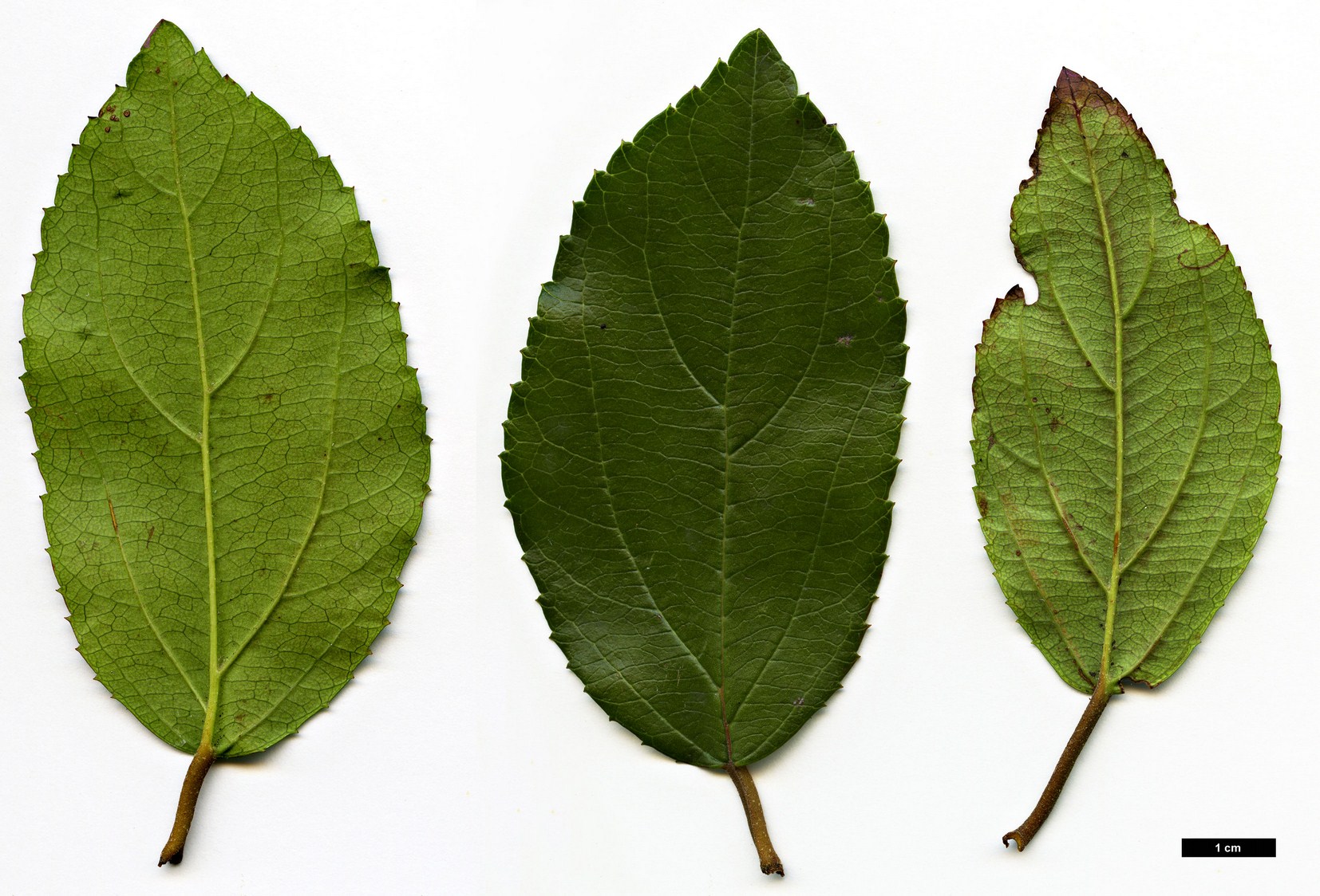 High resolution image: Family: Adoxaceae - Genus: Viburnum - Taxon: taitoense