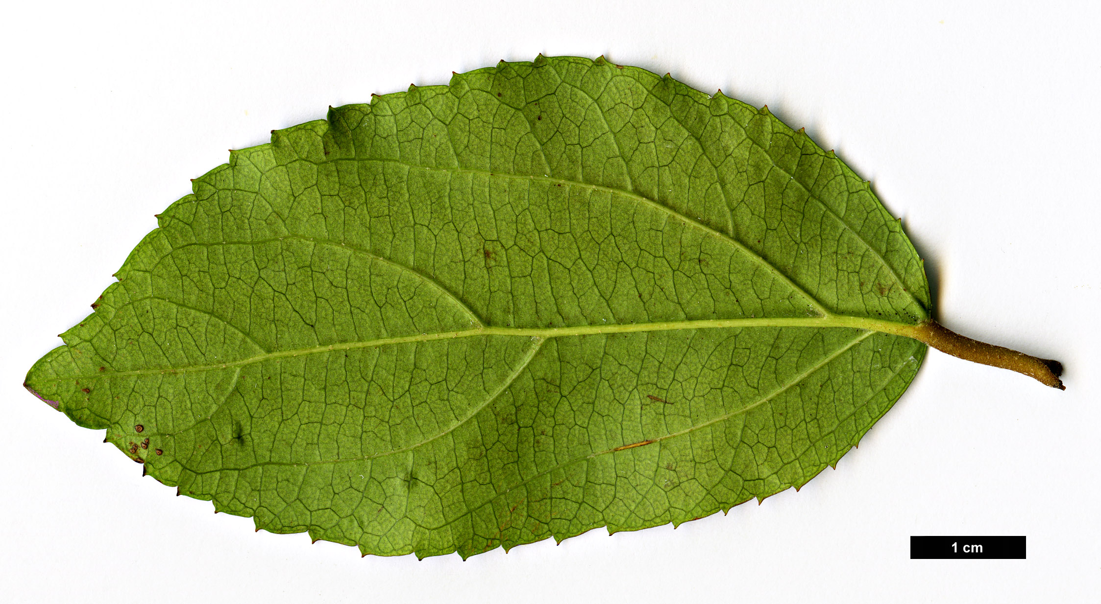 High resolution image: Family: Adoxaceae - Genus: Viburnum - Taxon: taitoense