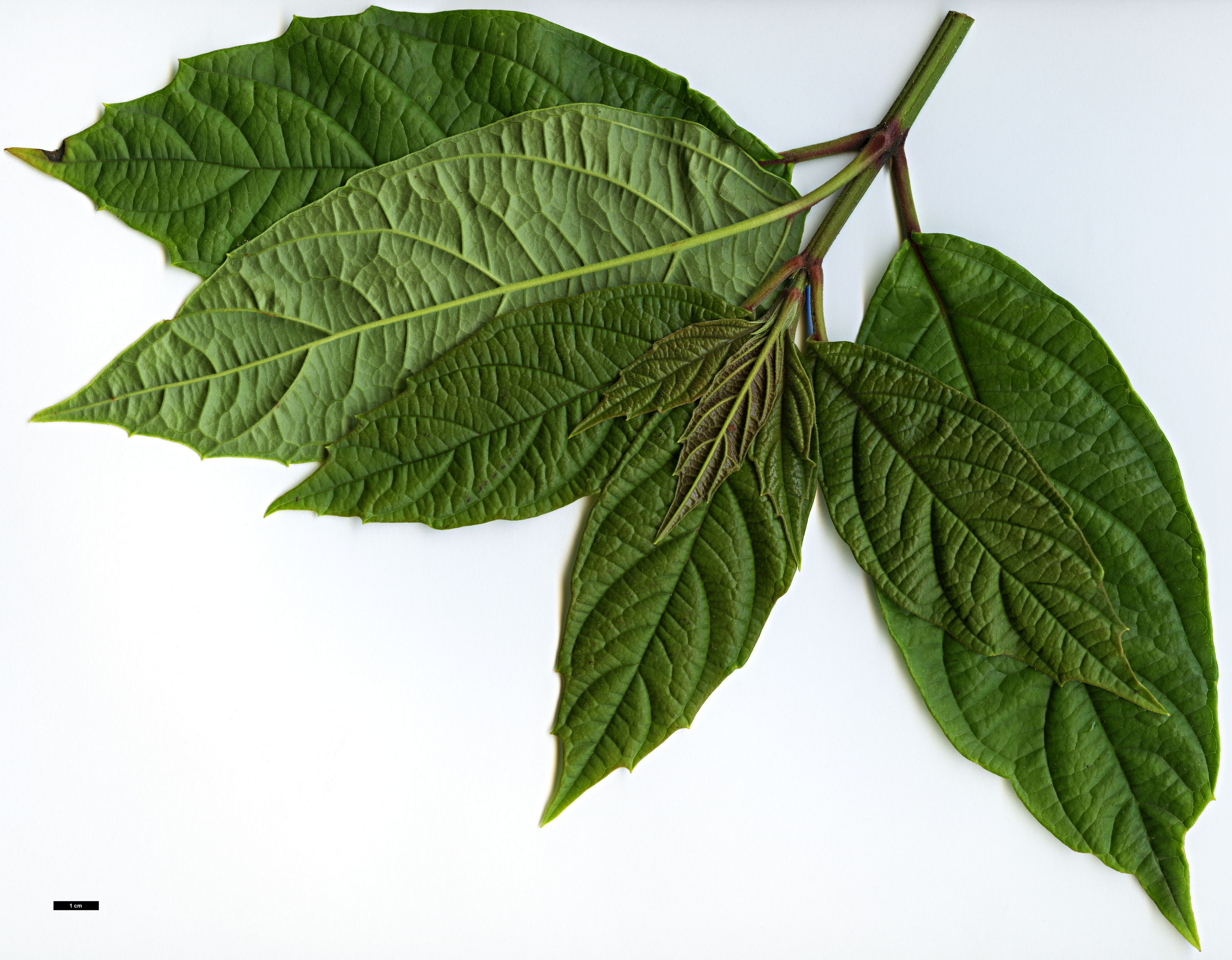 High resolution image: Family: Adoxaceae - Genus: Viburnum - Taxon: ternatum