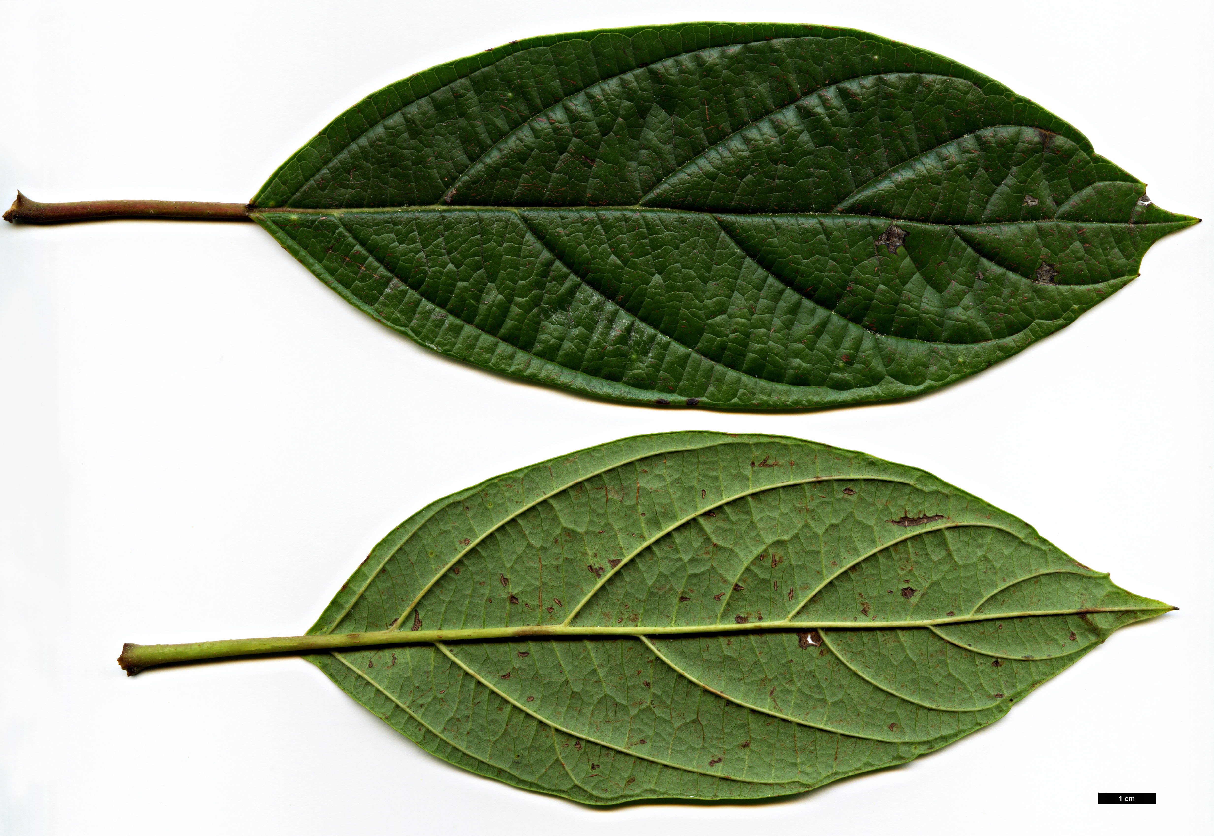 High resolution image: Family: Adoxaceae - Genus: Viburnum - Taxon: ternatum