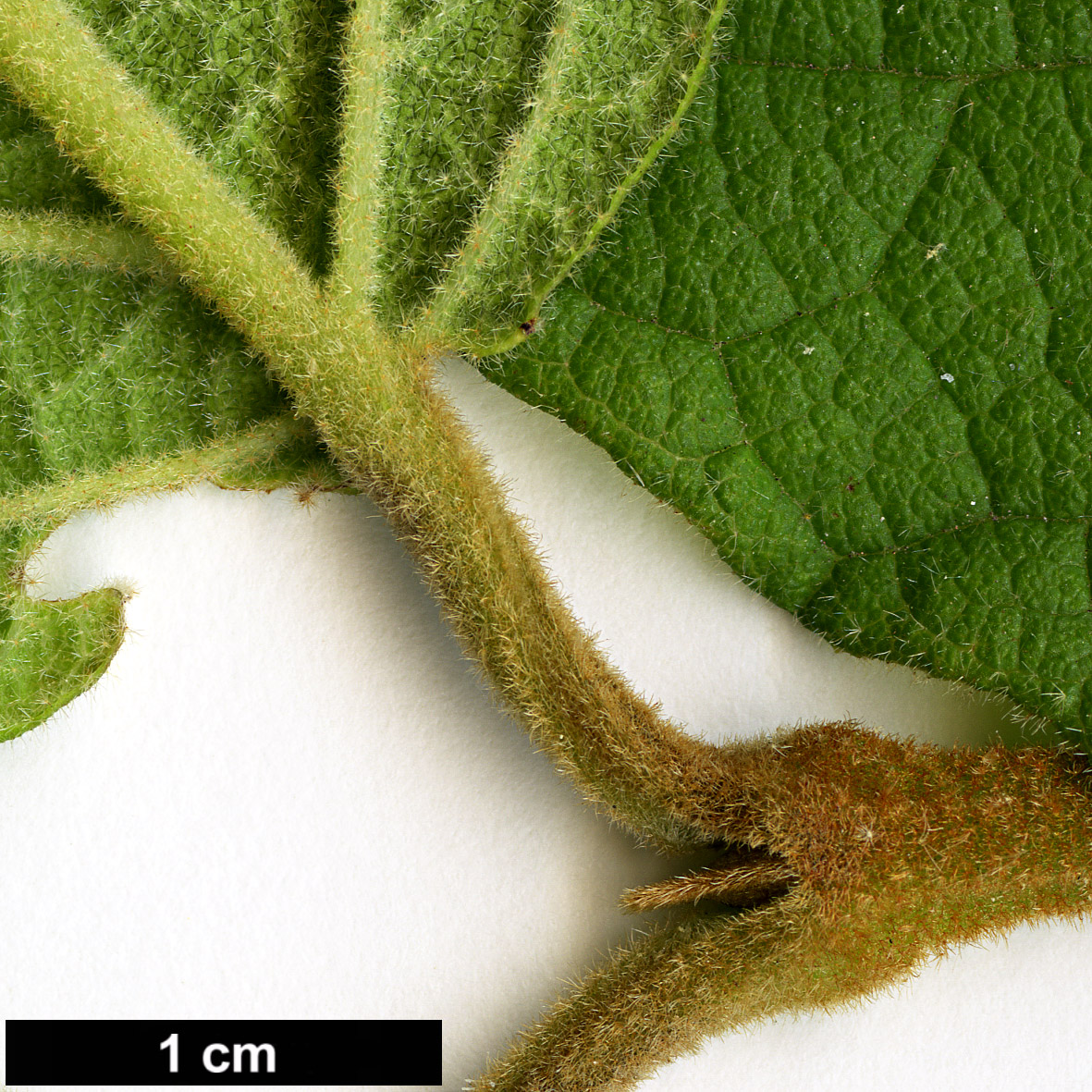 High resolution image: Family: Adoxaceae - Genus: Viburnum - Taxon: tiliifolium