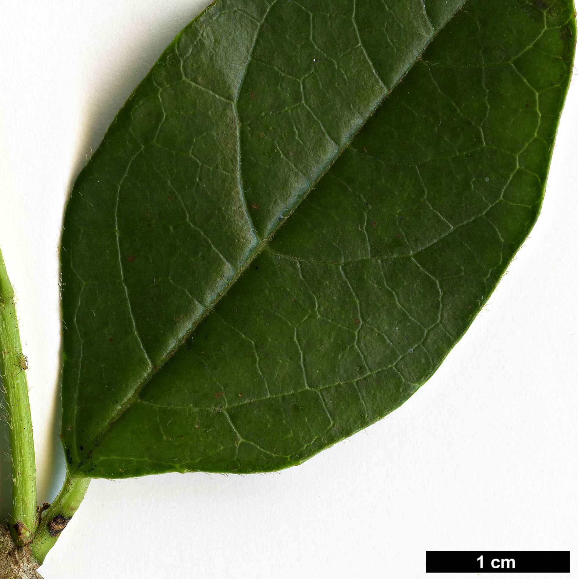 High resolution image: Family: Adoxaceae - Genus: Viburnum - Taxon: tinoides