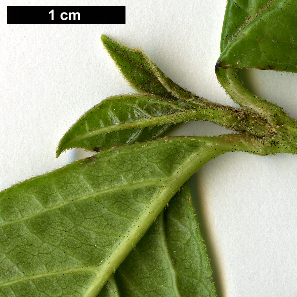 High resolution image: Family: Adoxaceae - Genus: Viburnum - Taxon: tinoides