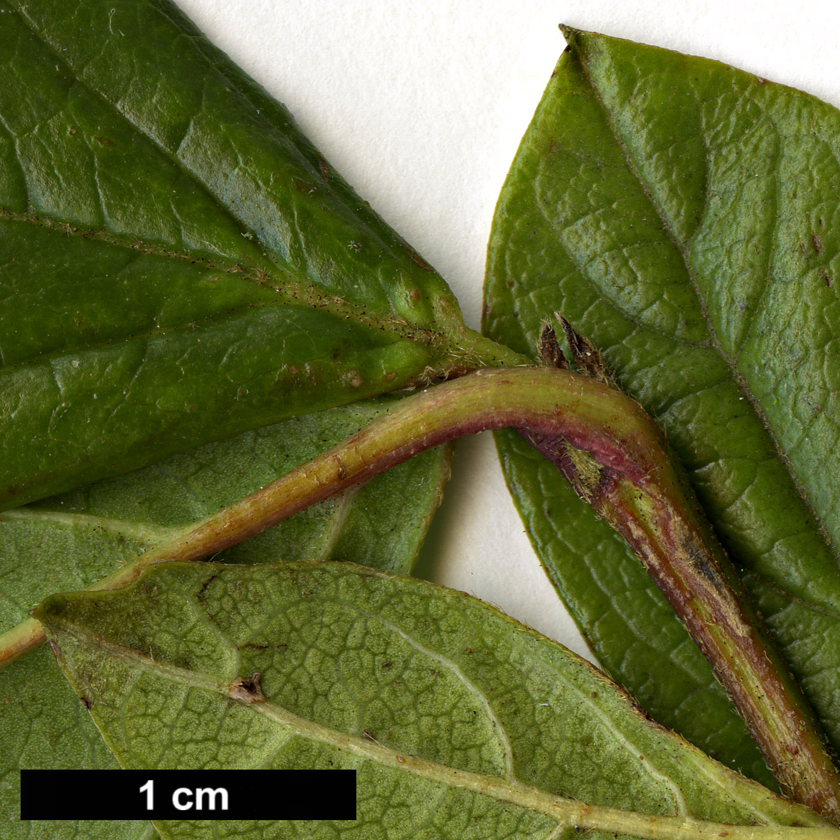 High resolution image: Family: Adoxaceae - Genus: Viburnum - Taxon: tinoides