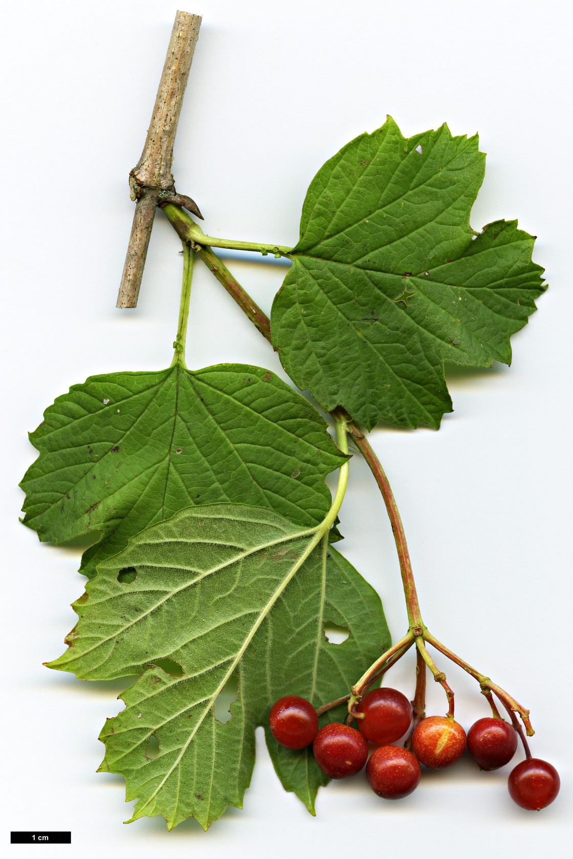 High resolution image: Family: Adoxaceae - Genus: Viburnum - Taxon: trilobum