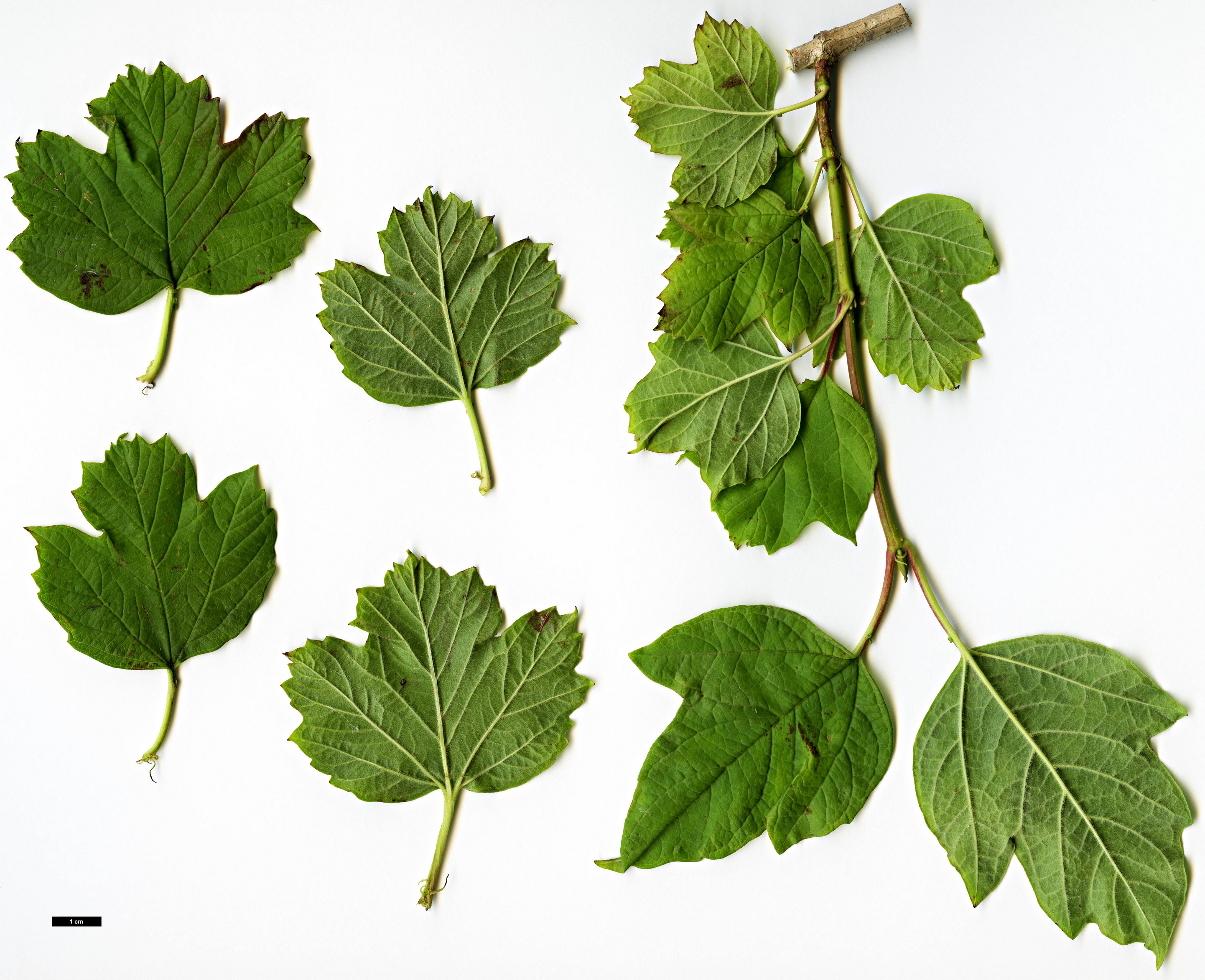 High resolution image: Family: Adoxaceae - Genus: Viburnum - Taxon: trilobum