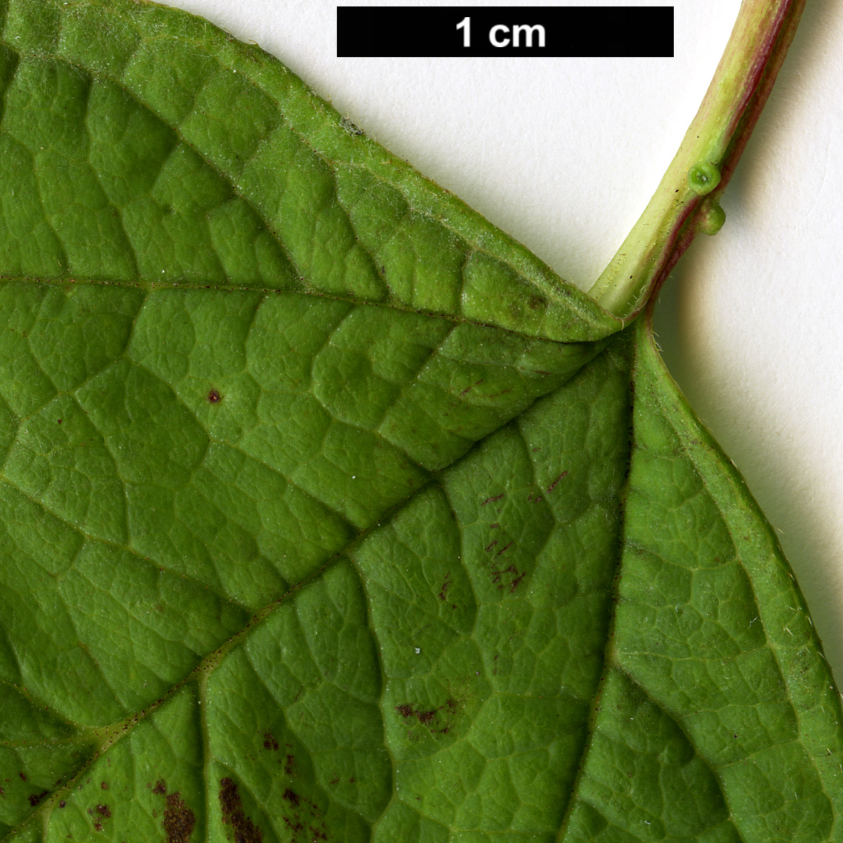 High resolution image: Family: Adoxaceae - Genus: Viburnum - Taxon: trilobum